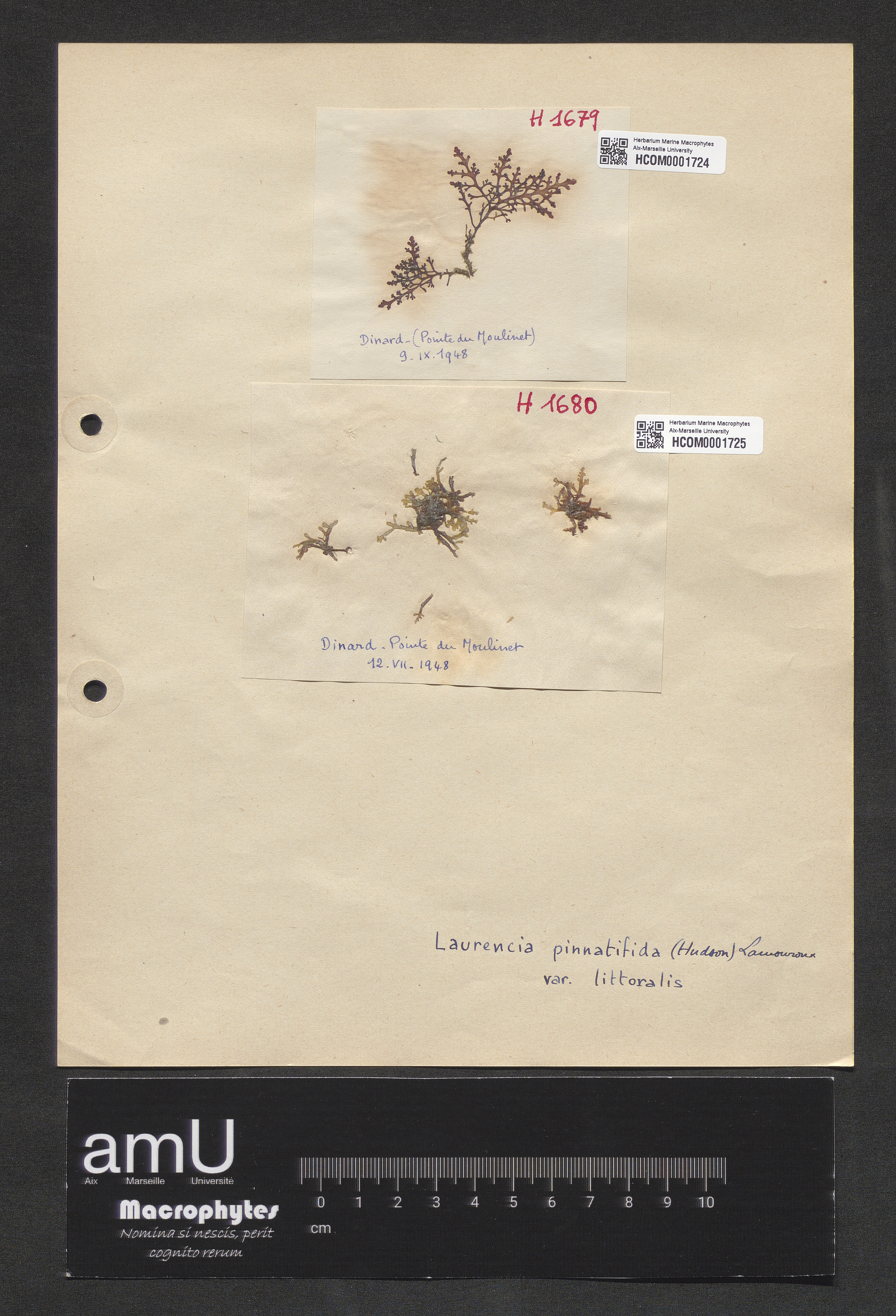 Laurencia pinnatifida var. littoralis specimen