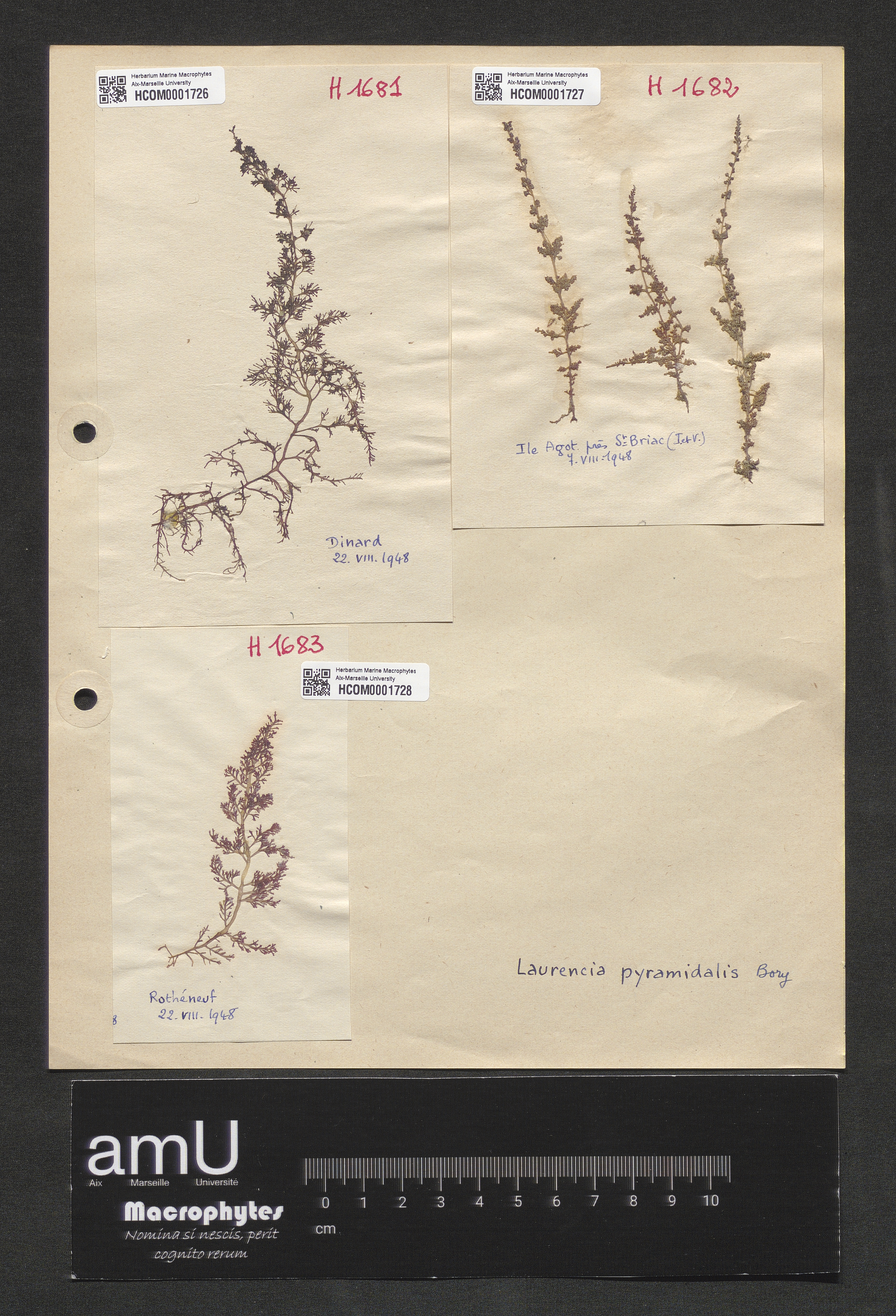 Laurencia pyramidalis specimen