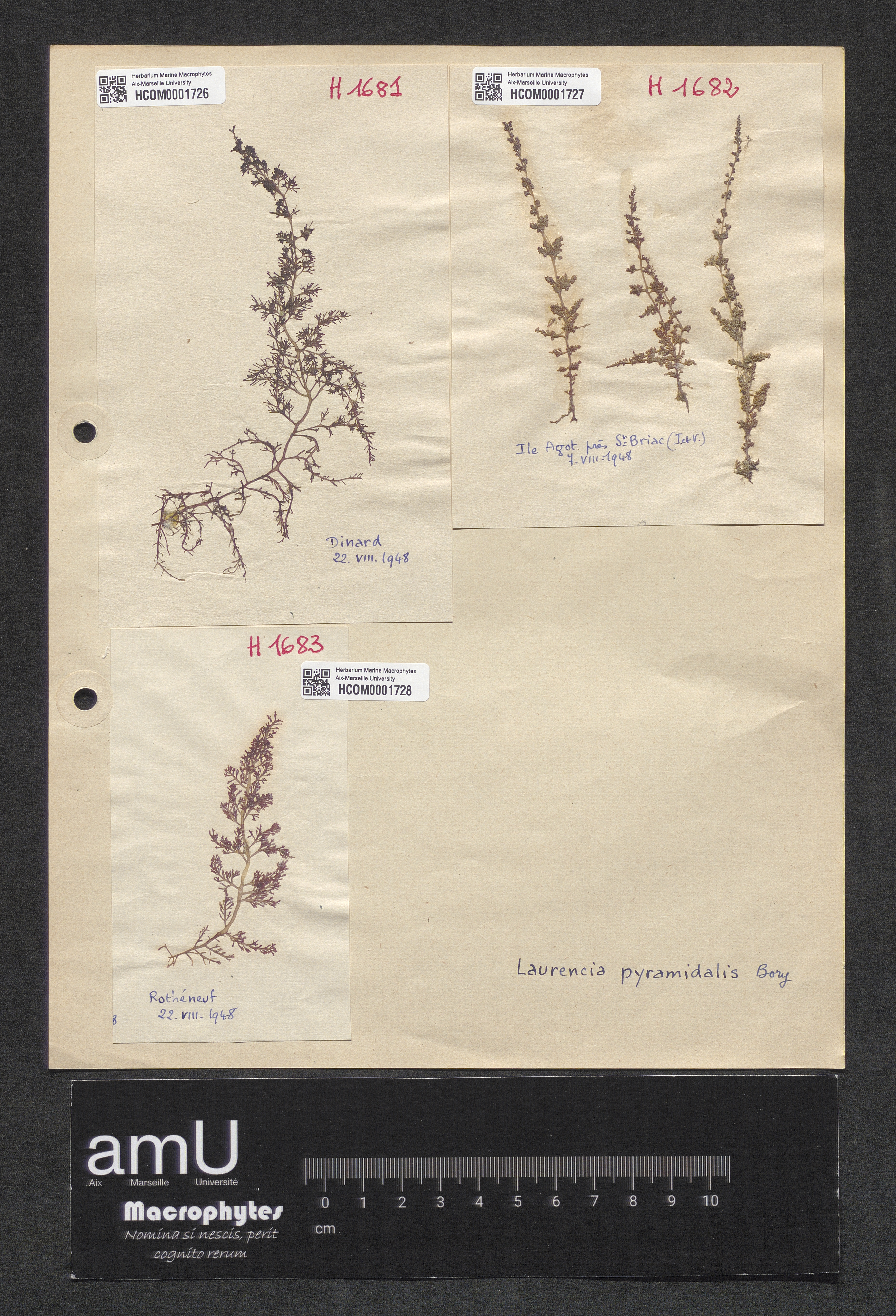 Laurencia pyramidalis specimen