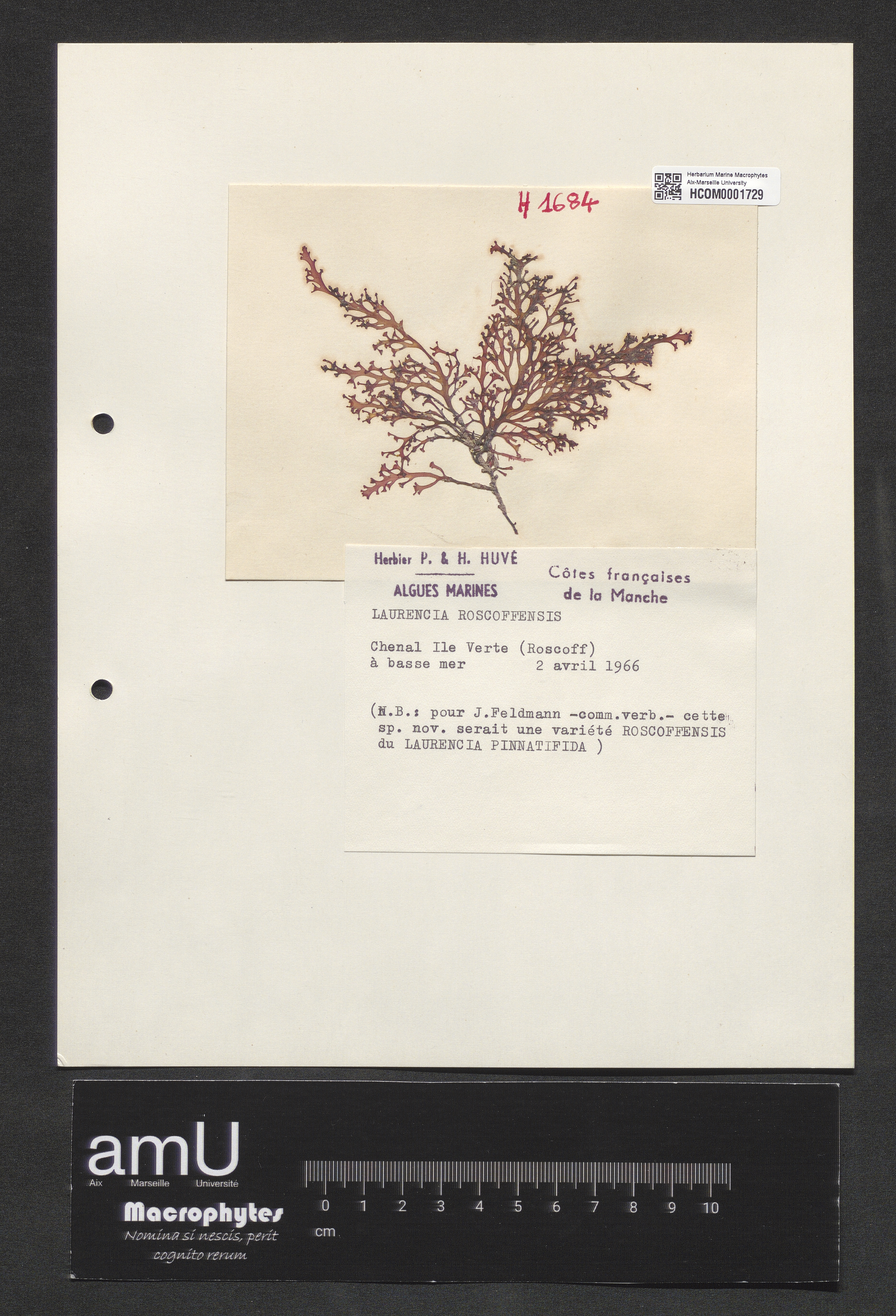 Laurencia roscoffensis specimen
