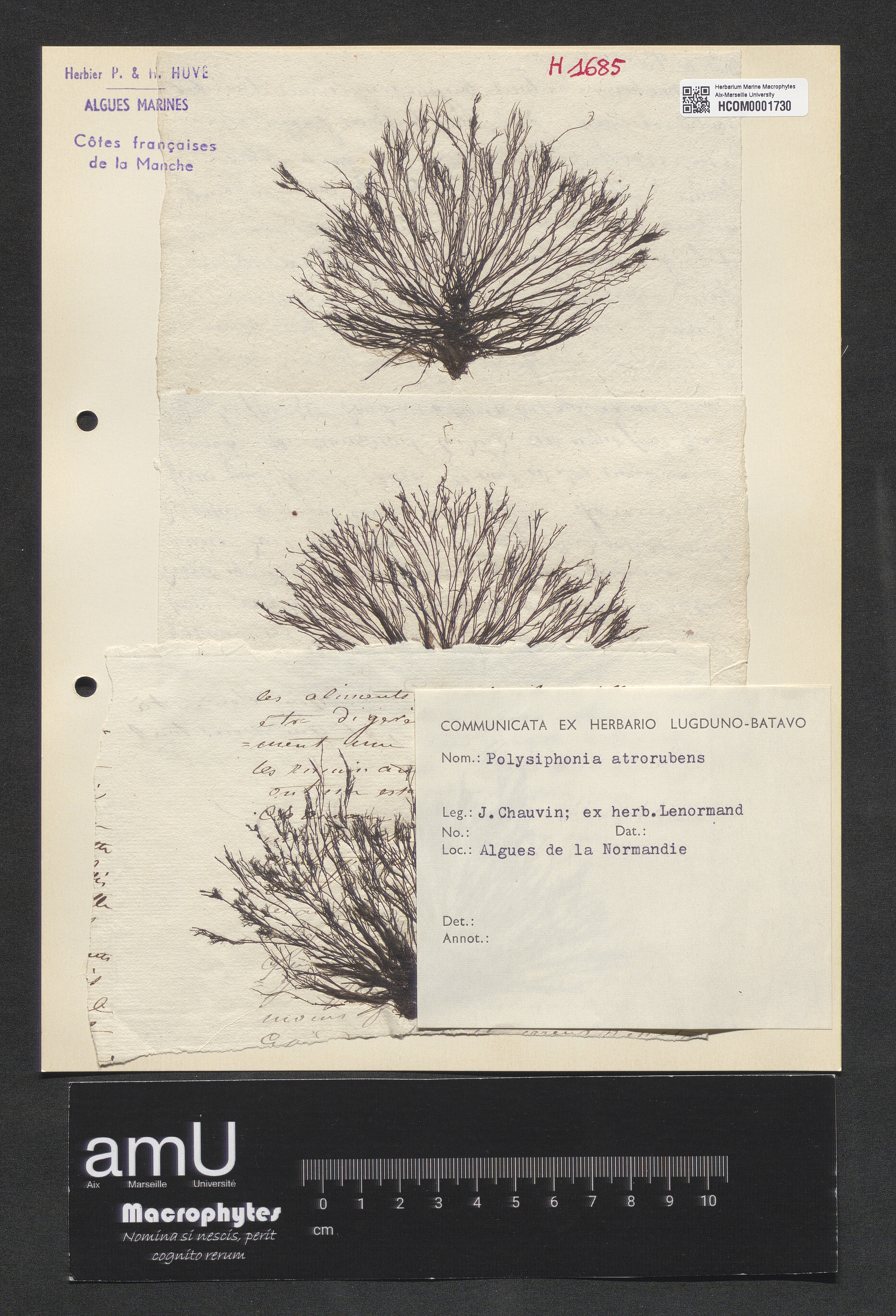 Polysiphonia atrorubens specimen