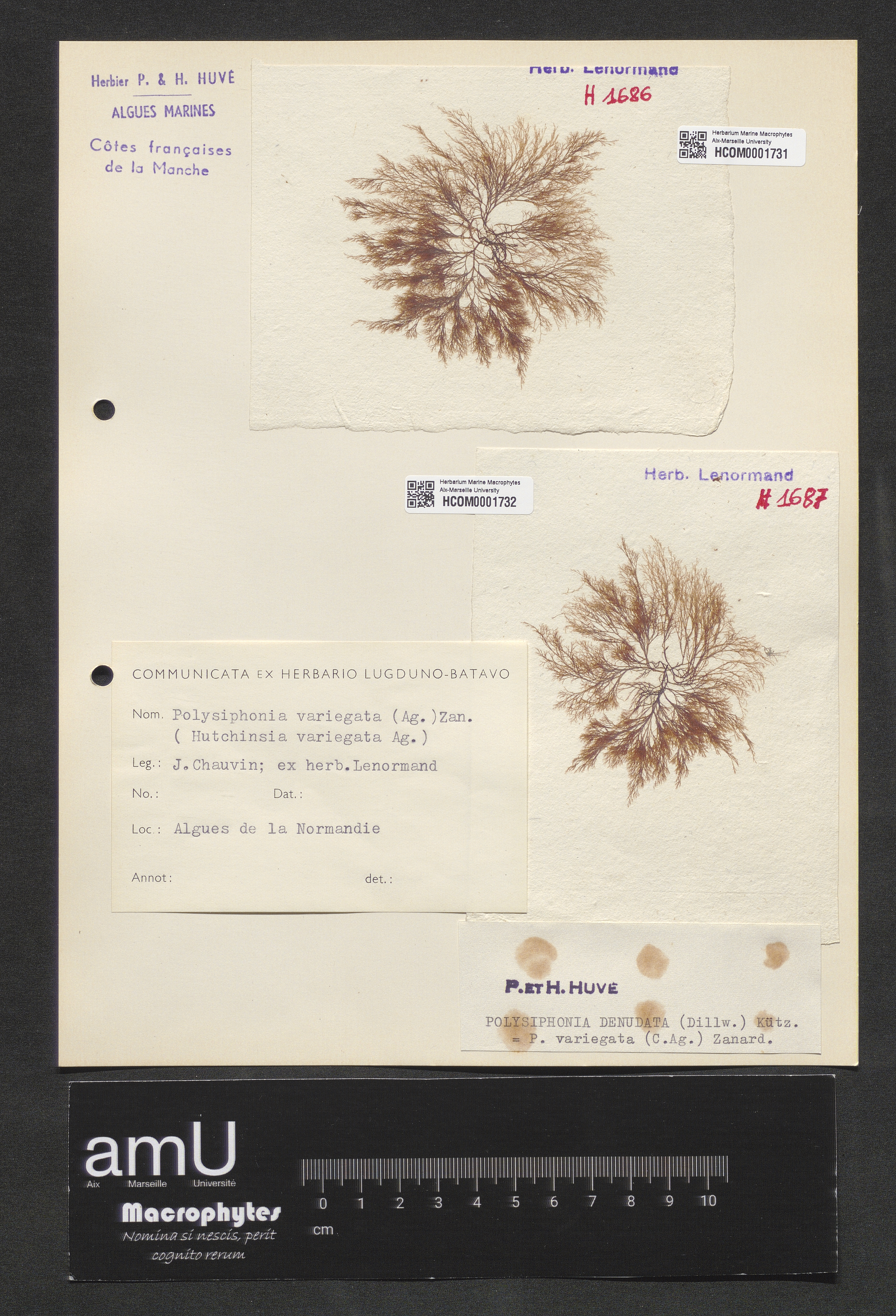 Polysiphonia denudata specimen