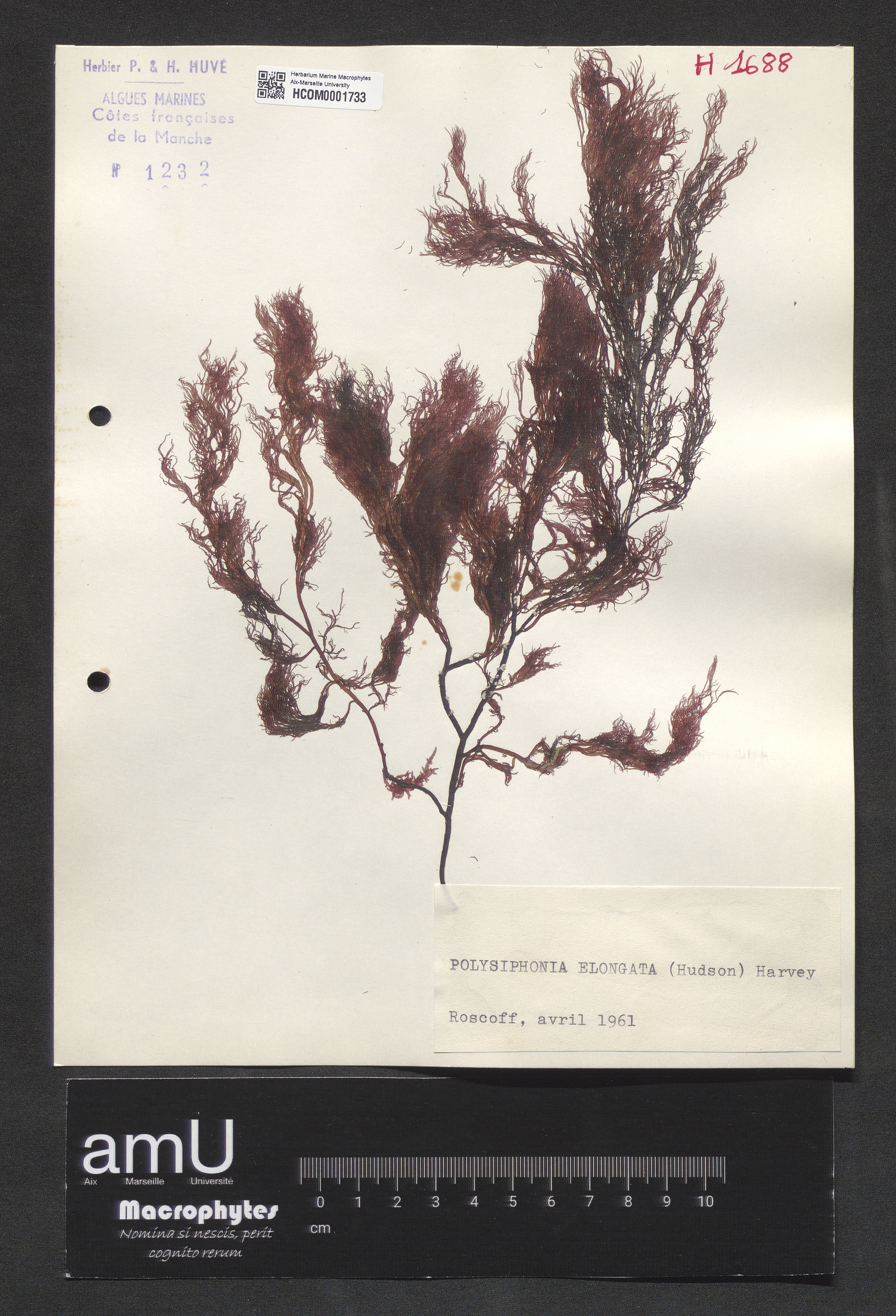 Polysiphonia elongata specimen