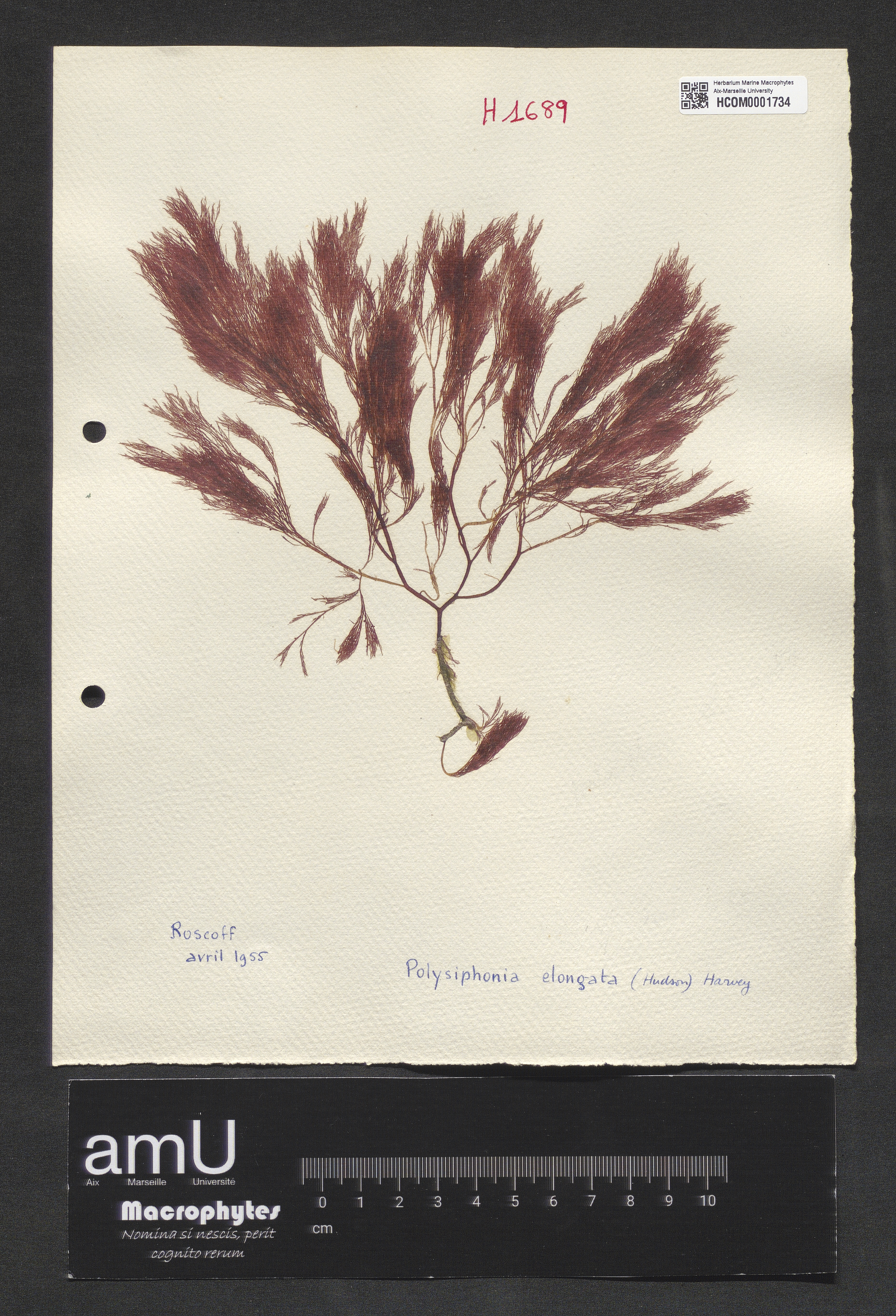 Polysiphonia elongata specimen