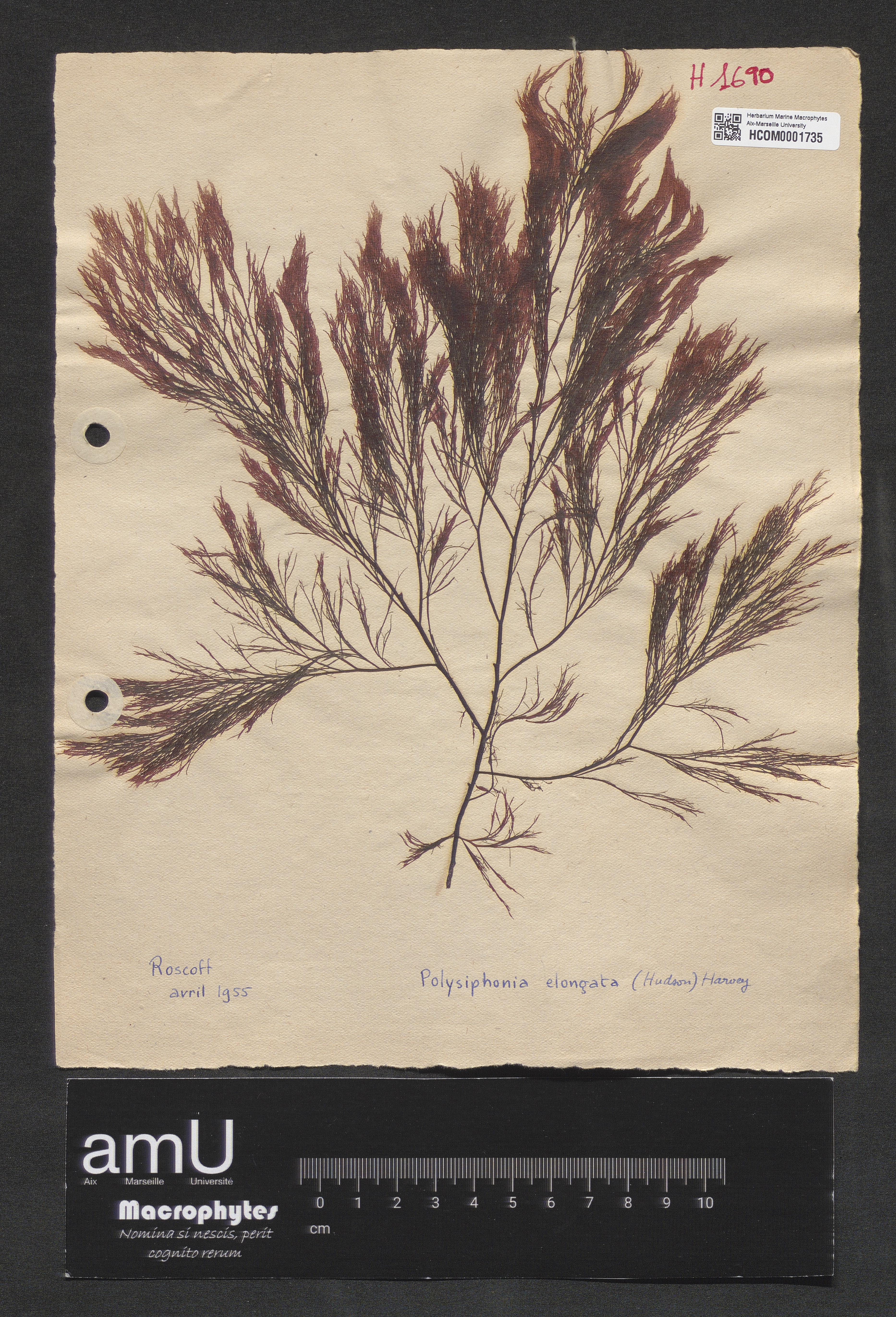 Polysiphonia elongata specimen