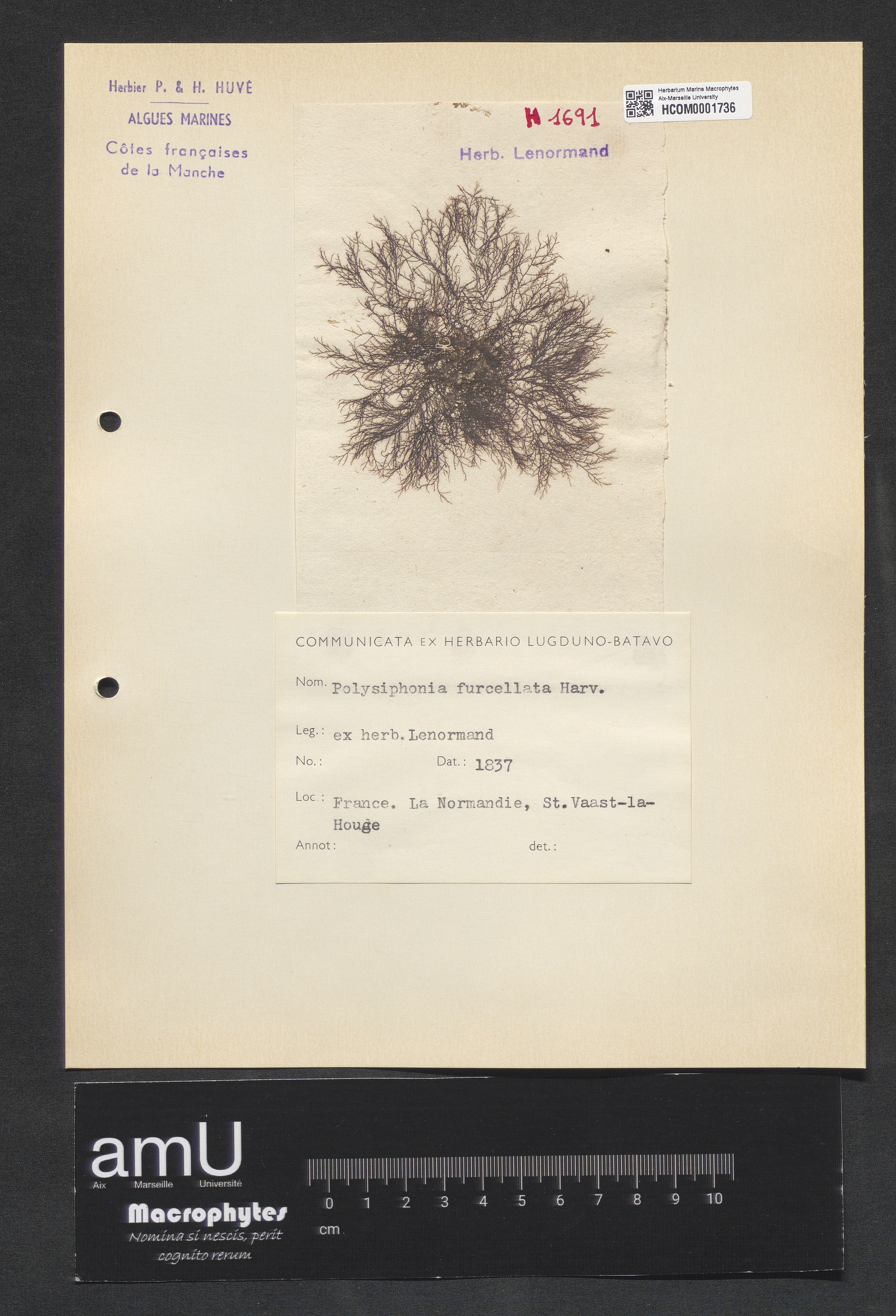 Polysiphonia furcellata specimen
