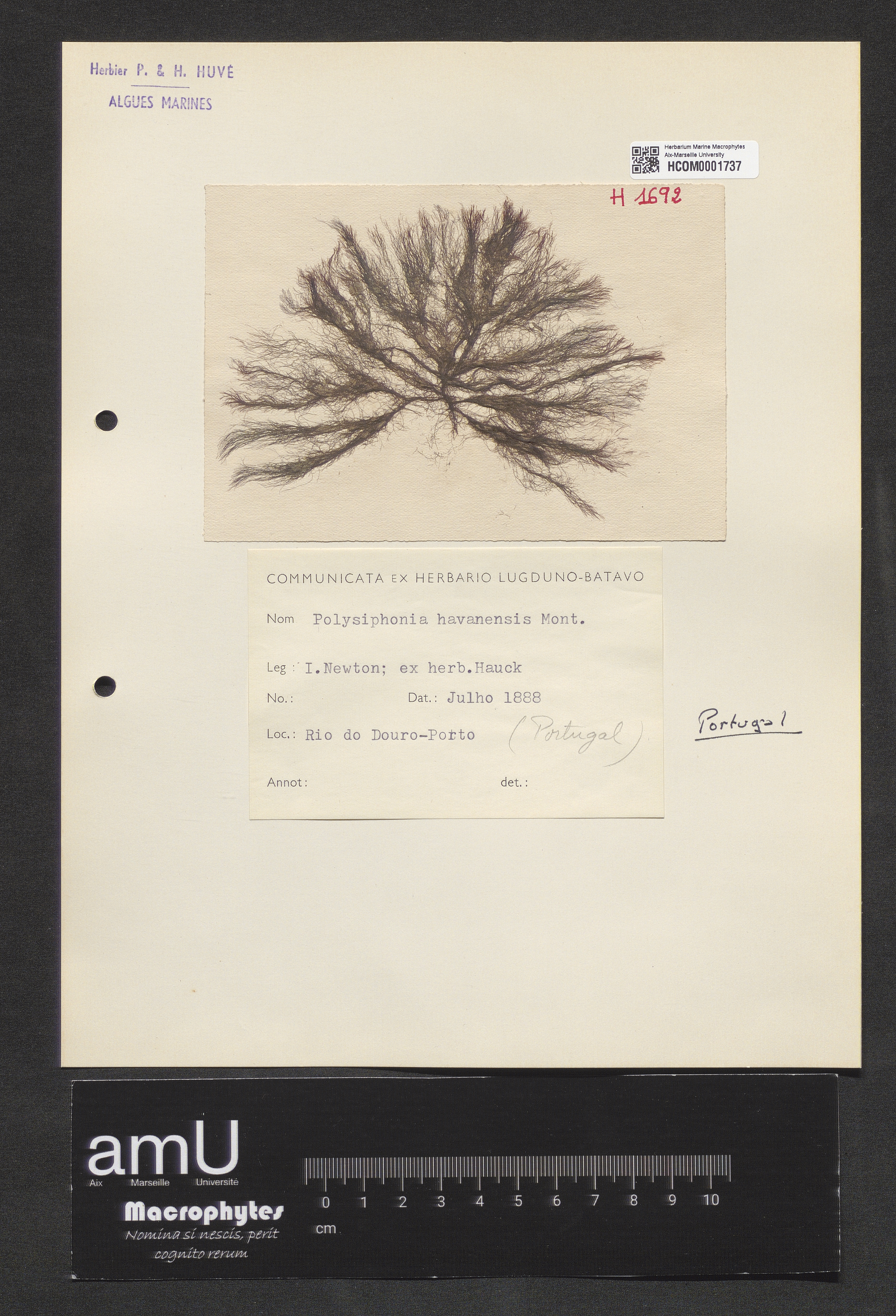Polysiphonia havanensis specimen