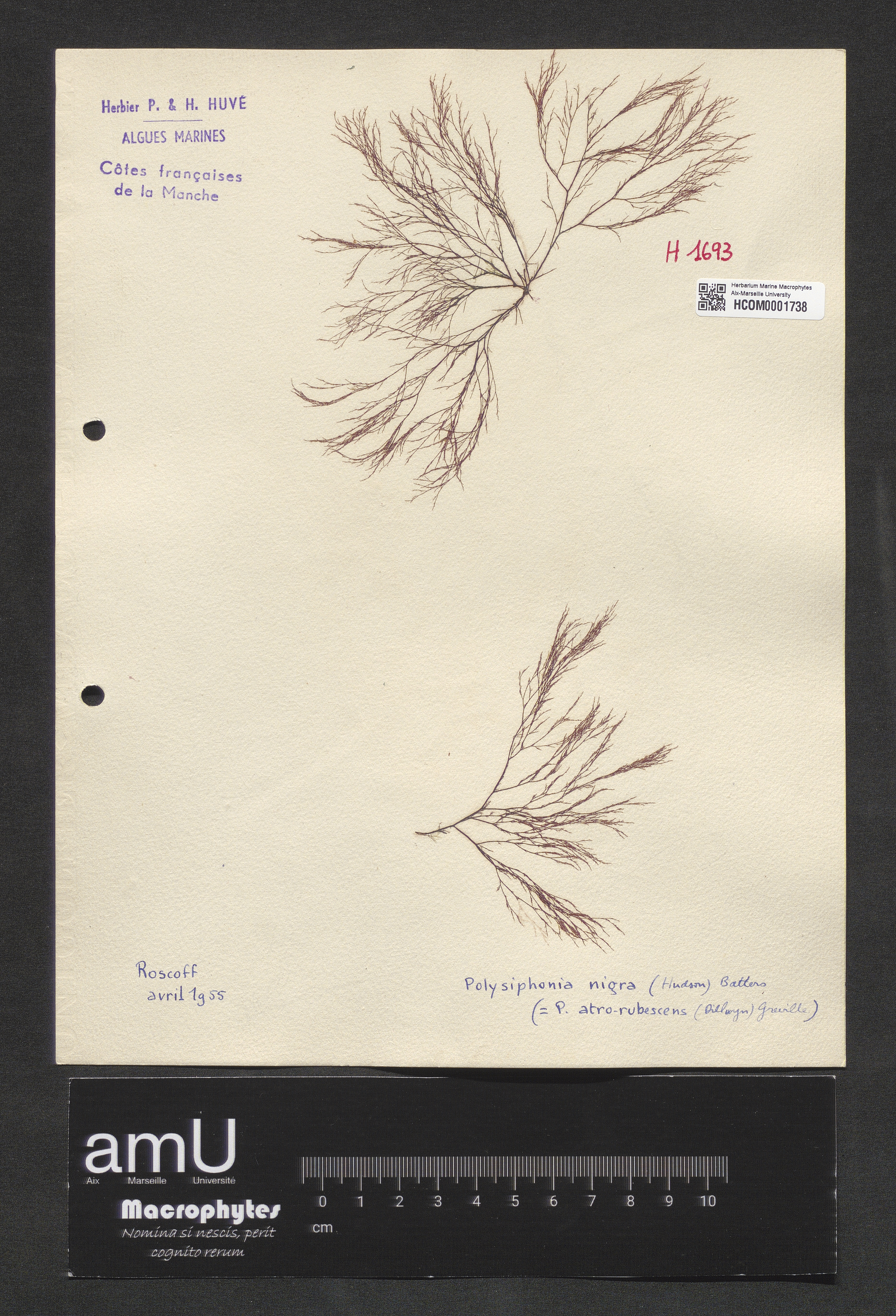 Polysiphonia nigra specimen