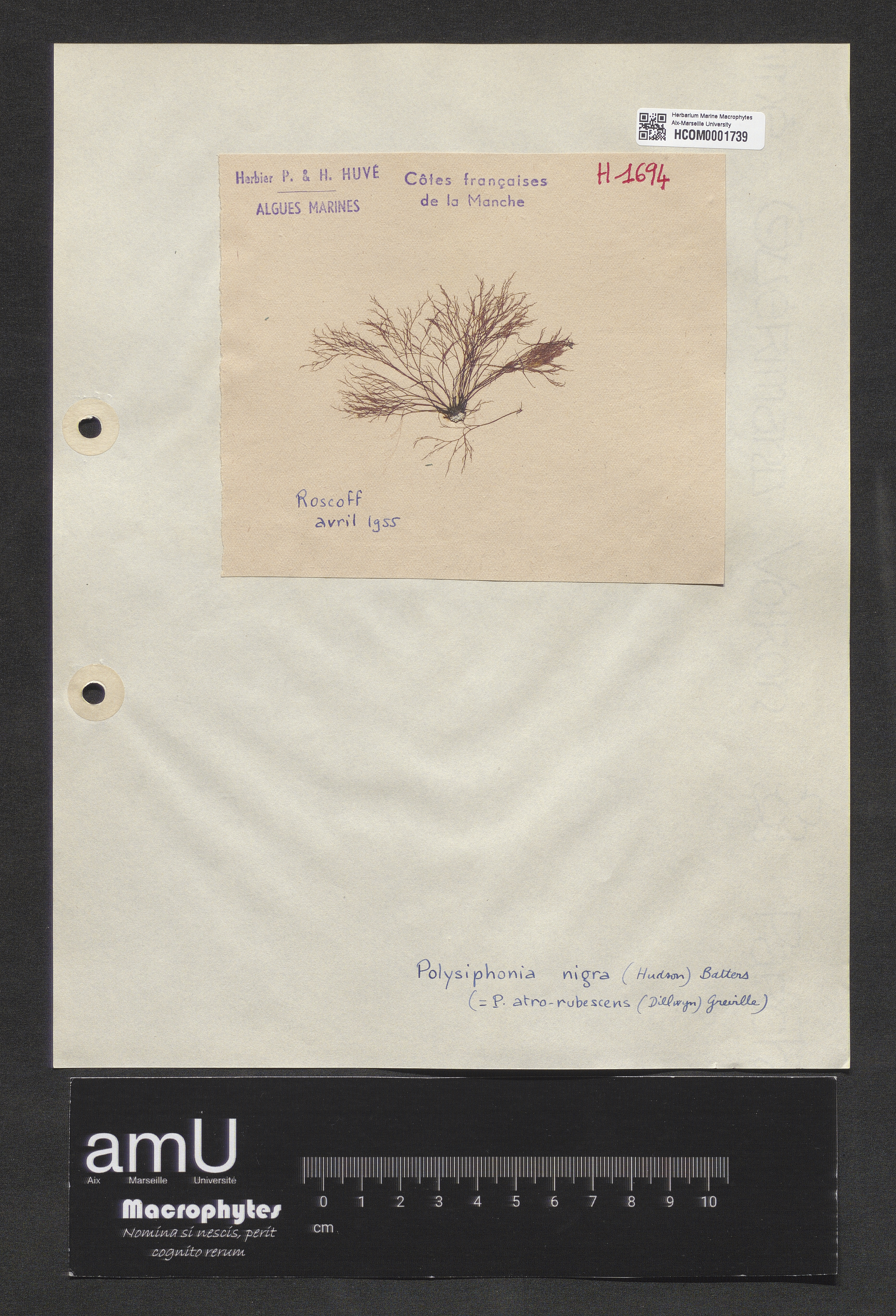 Polysiphonia nigra specimen
