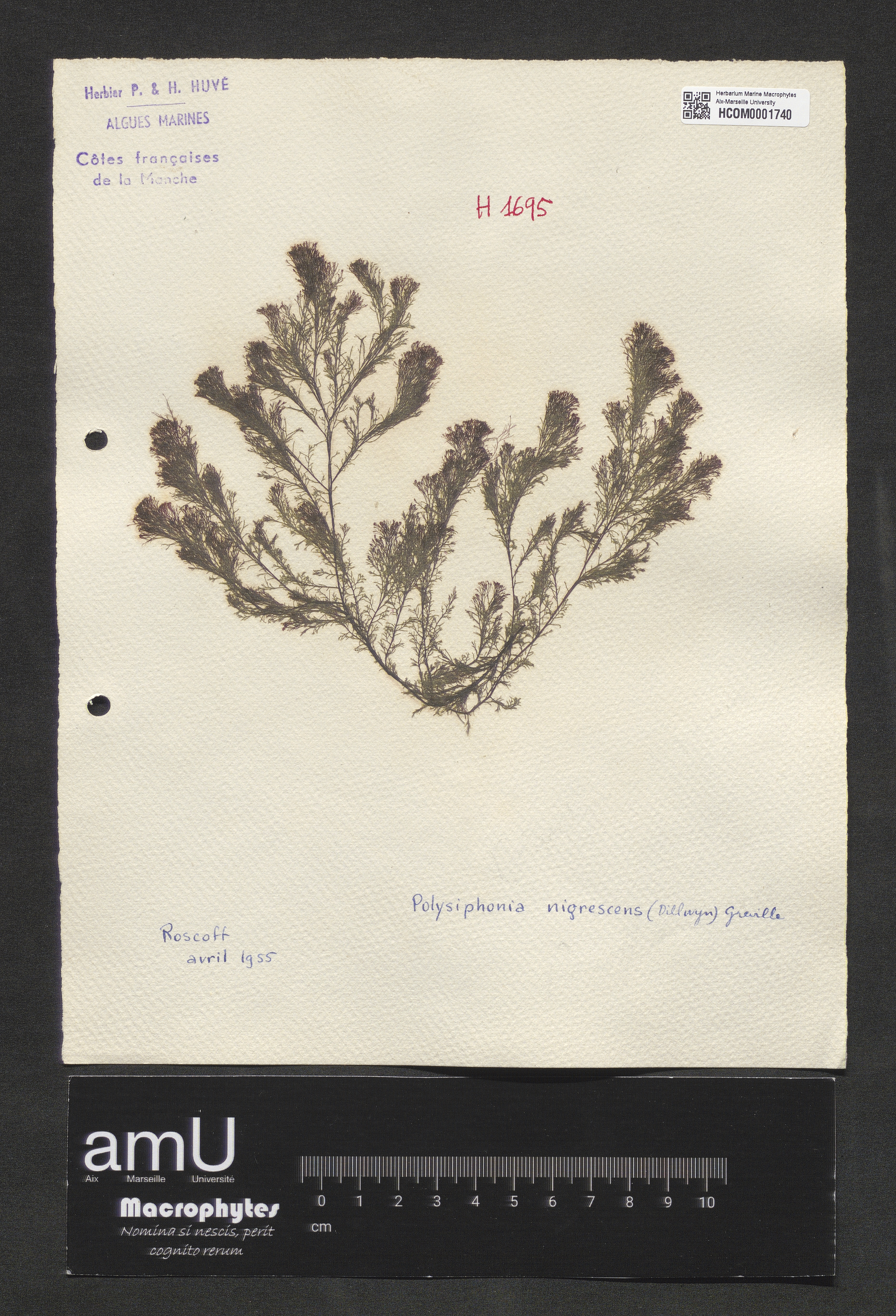 Polysiphonia nigrescens specimen