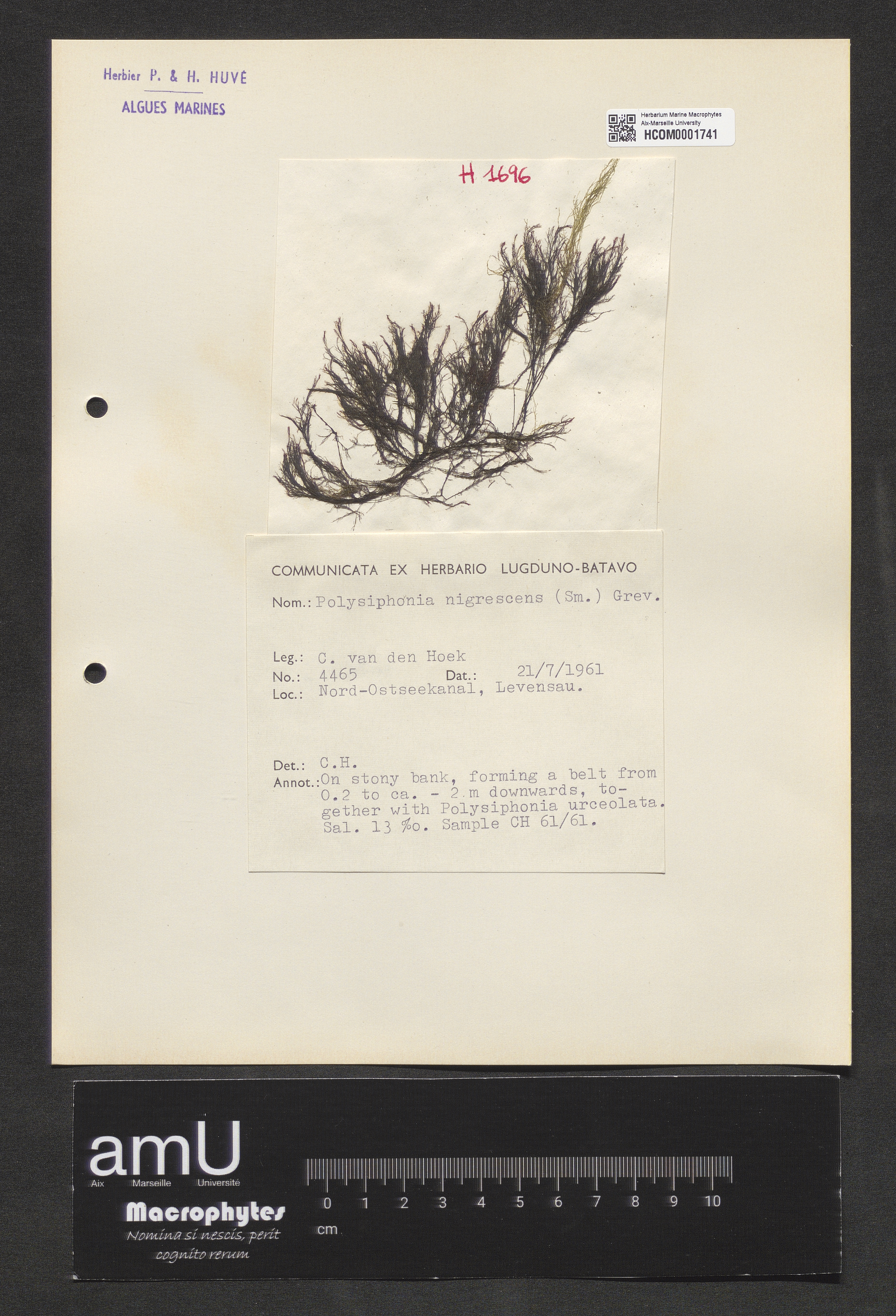 Polysiphonia nigrescens specimen