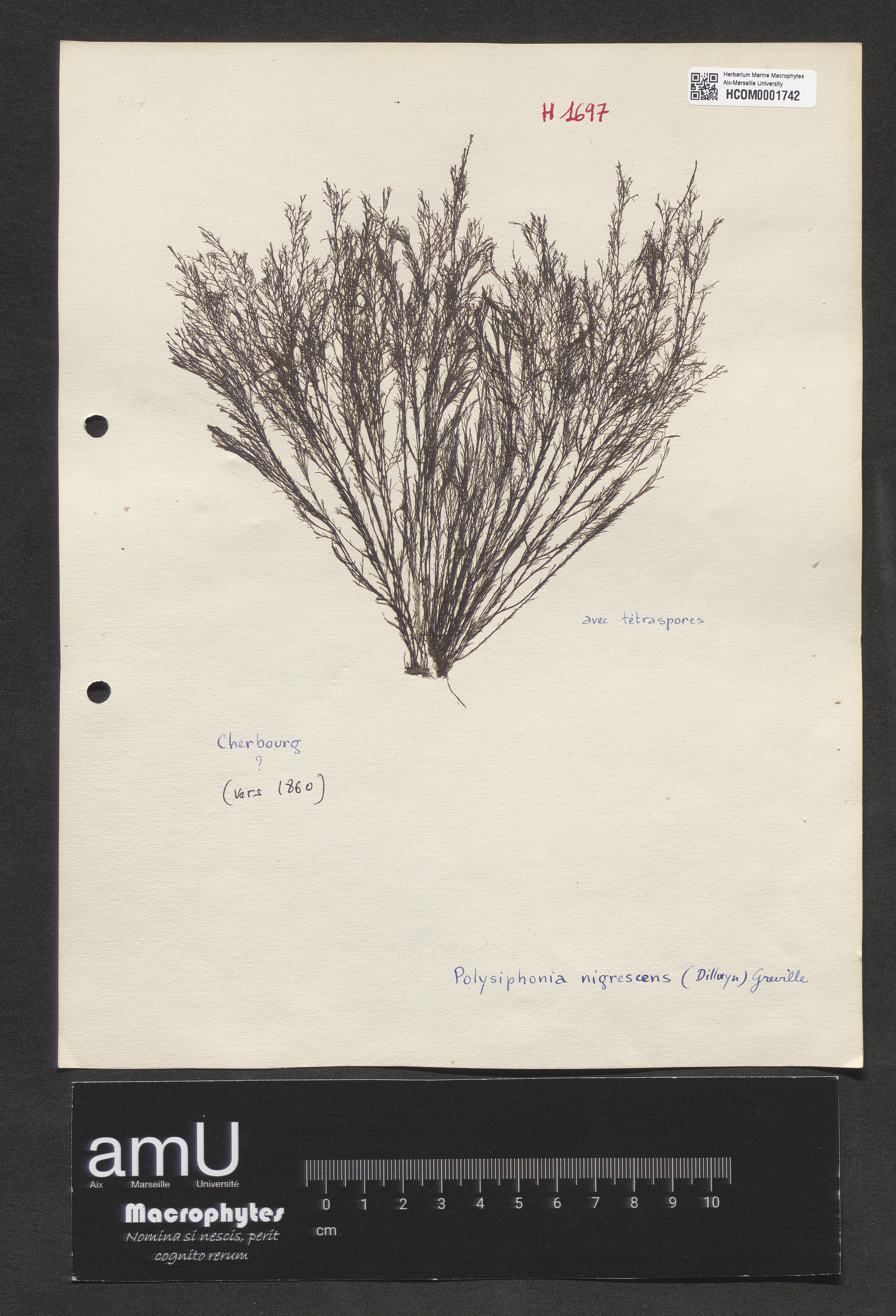 Polysiphonia nigrescens specimen