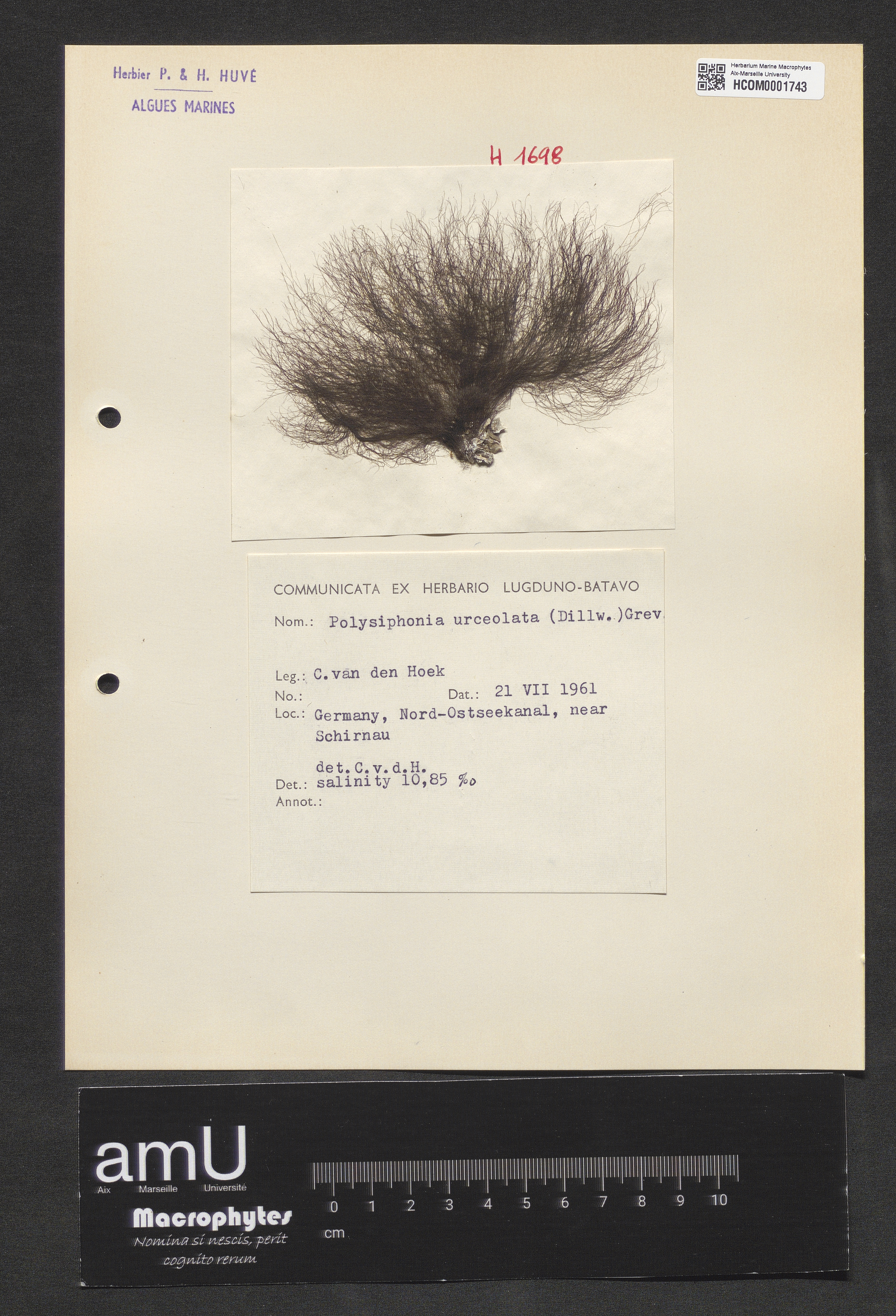 Polysiphonia urceolata specimen
