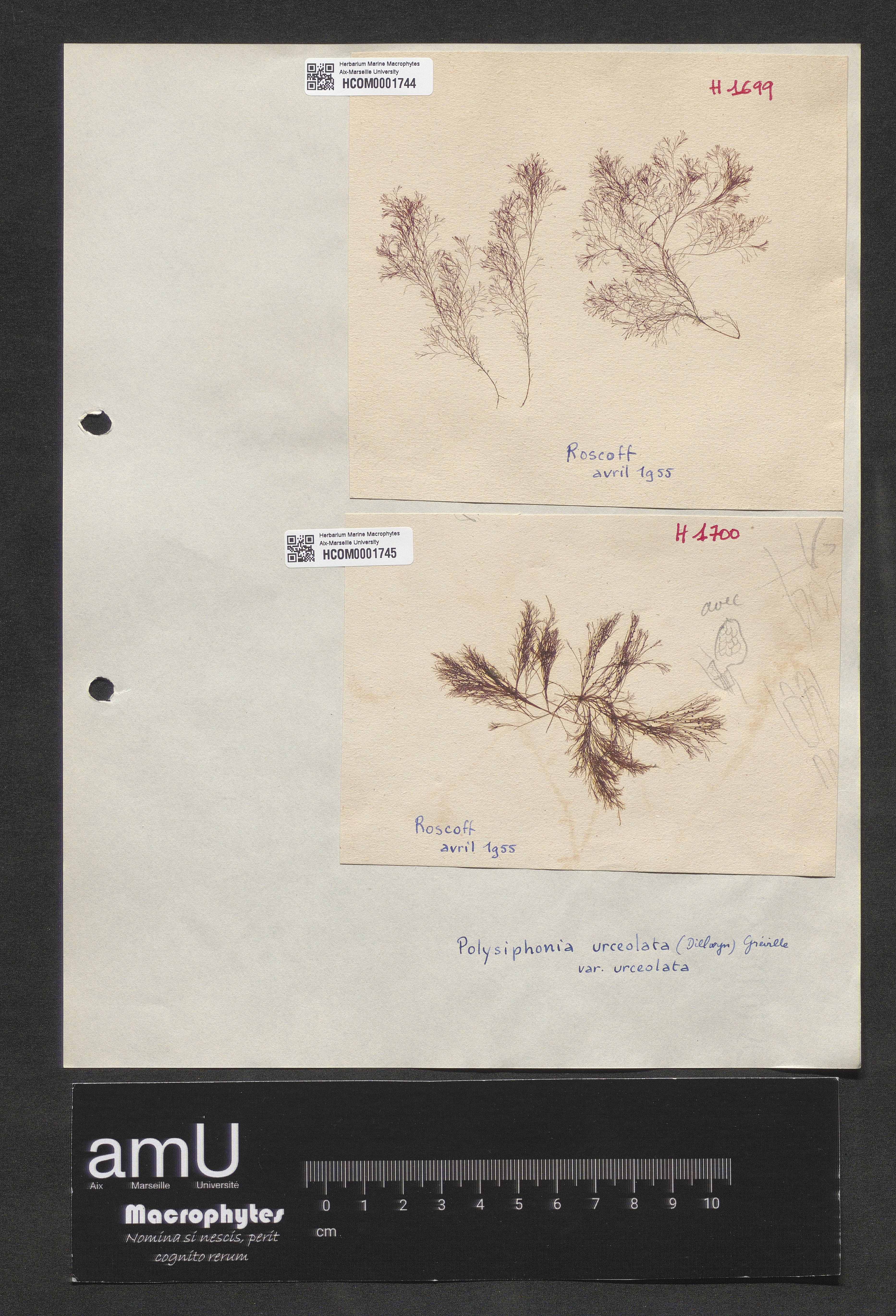 Polysiphonia urceolata var. urceolata specimen