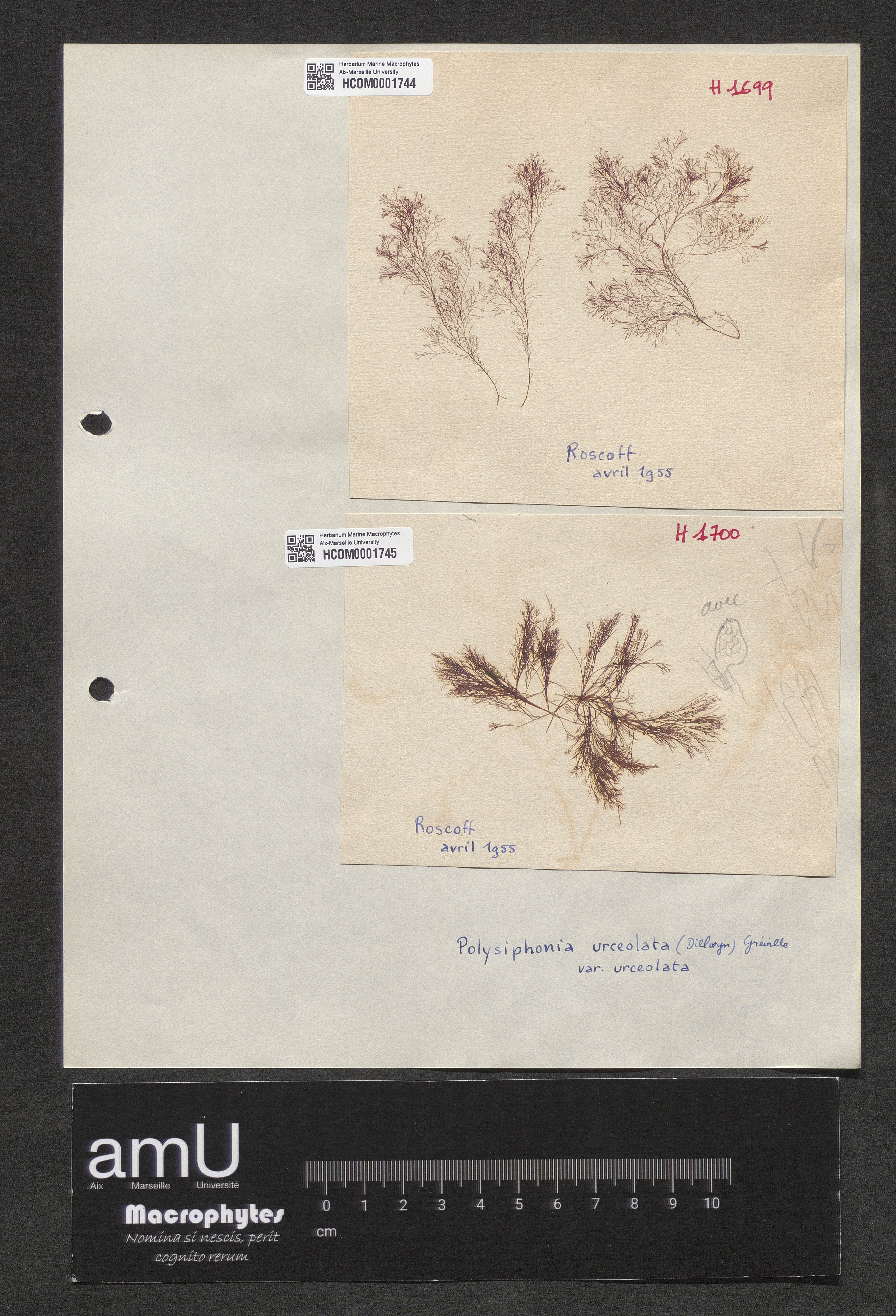 Polysiphonia urceolata var. urceolata specimen