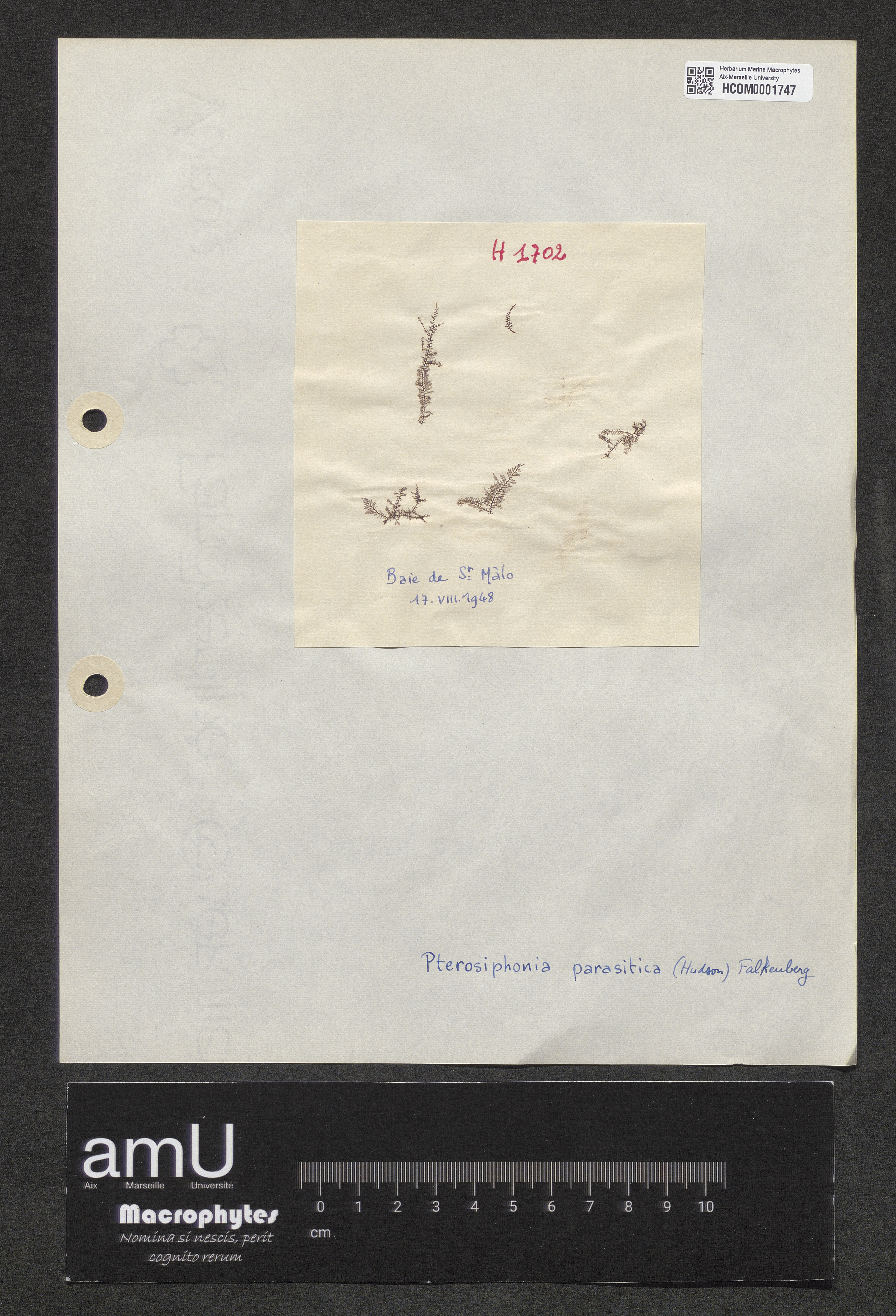 Pterosiphonia parasitica specimen