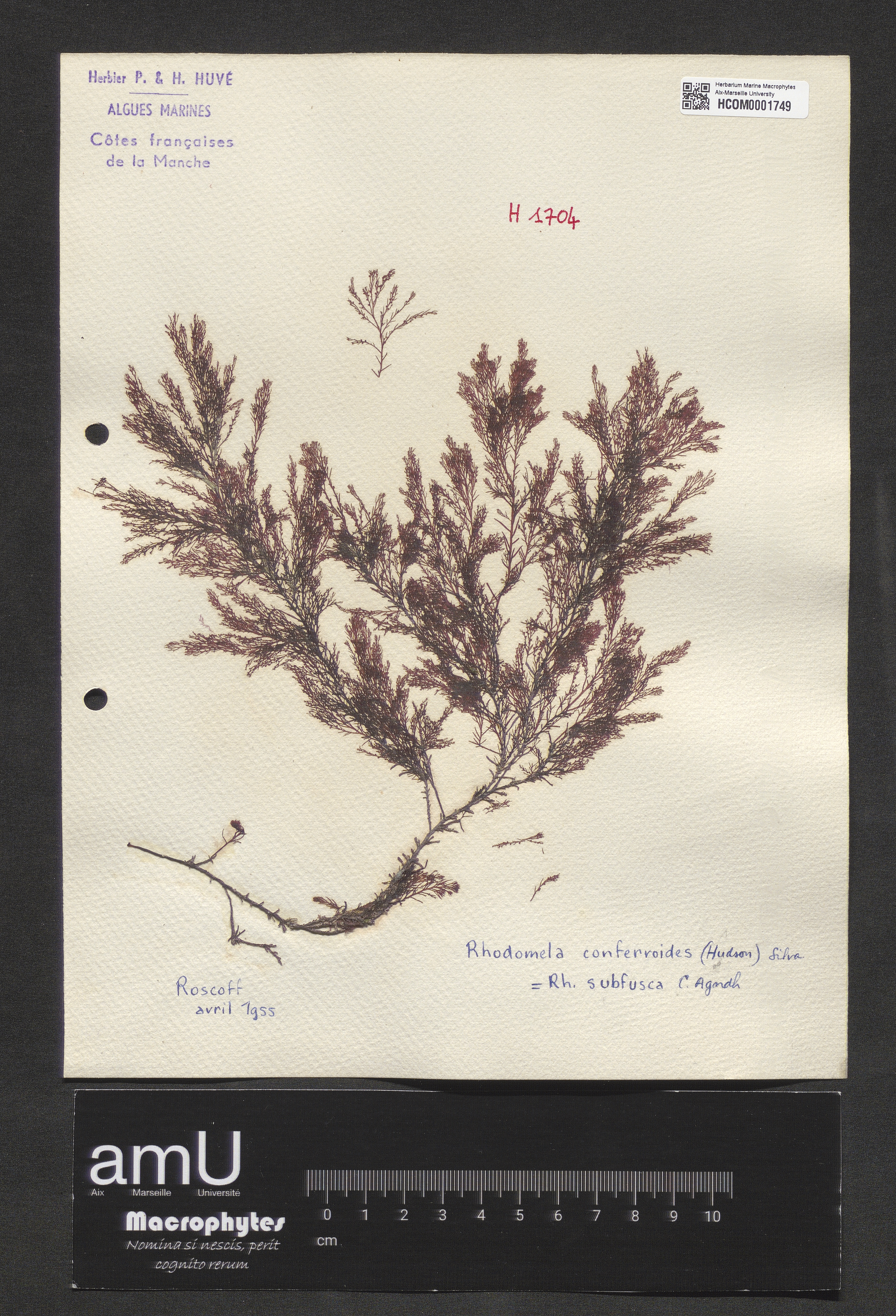 Rhodomela confervoides specimen
