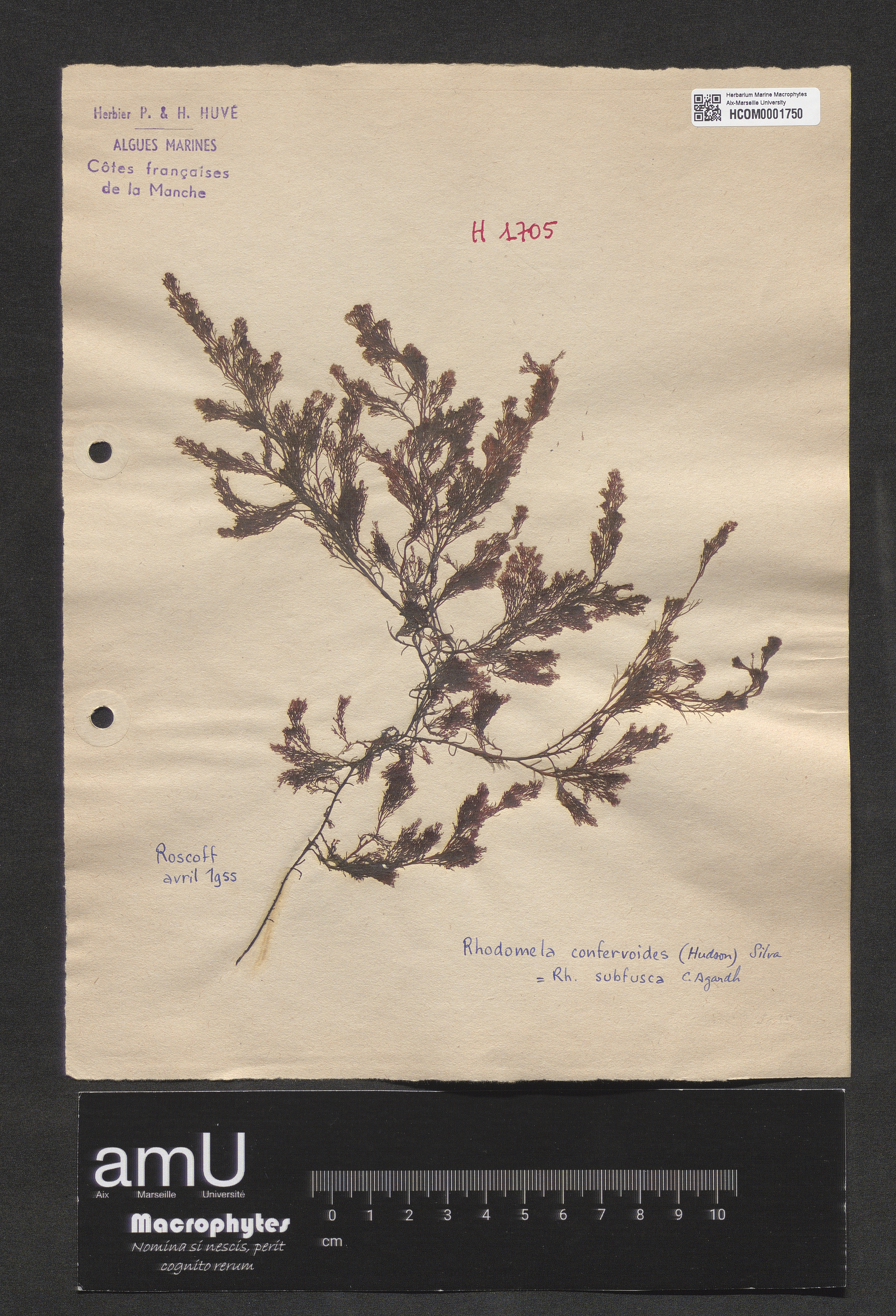 Rhodomela confervoides specimen