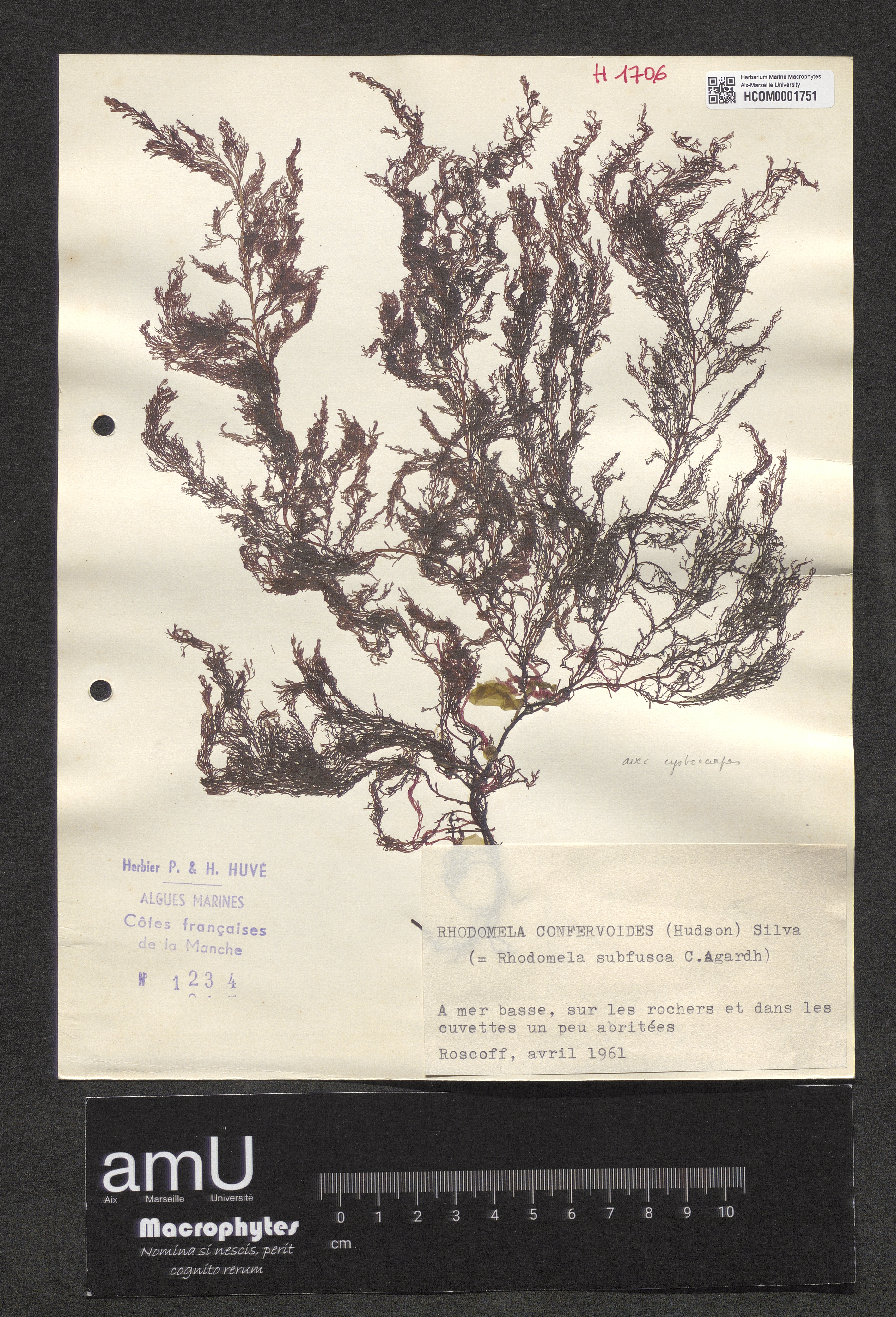 Rhodomela confervoides specimen