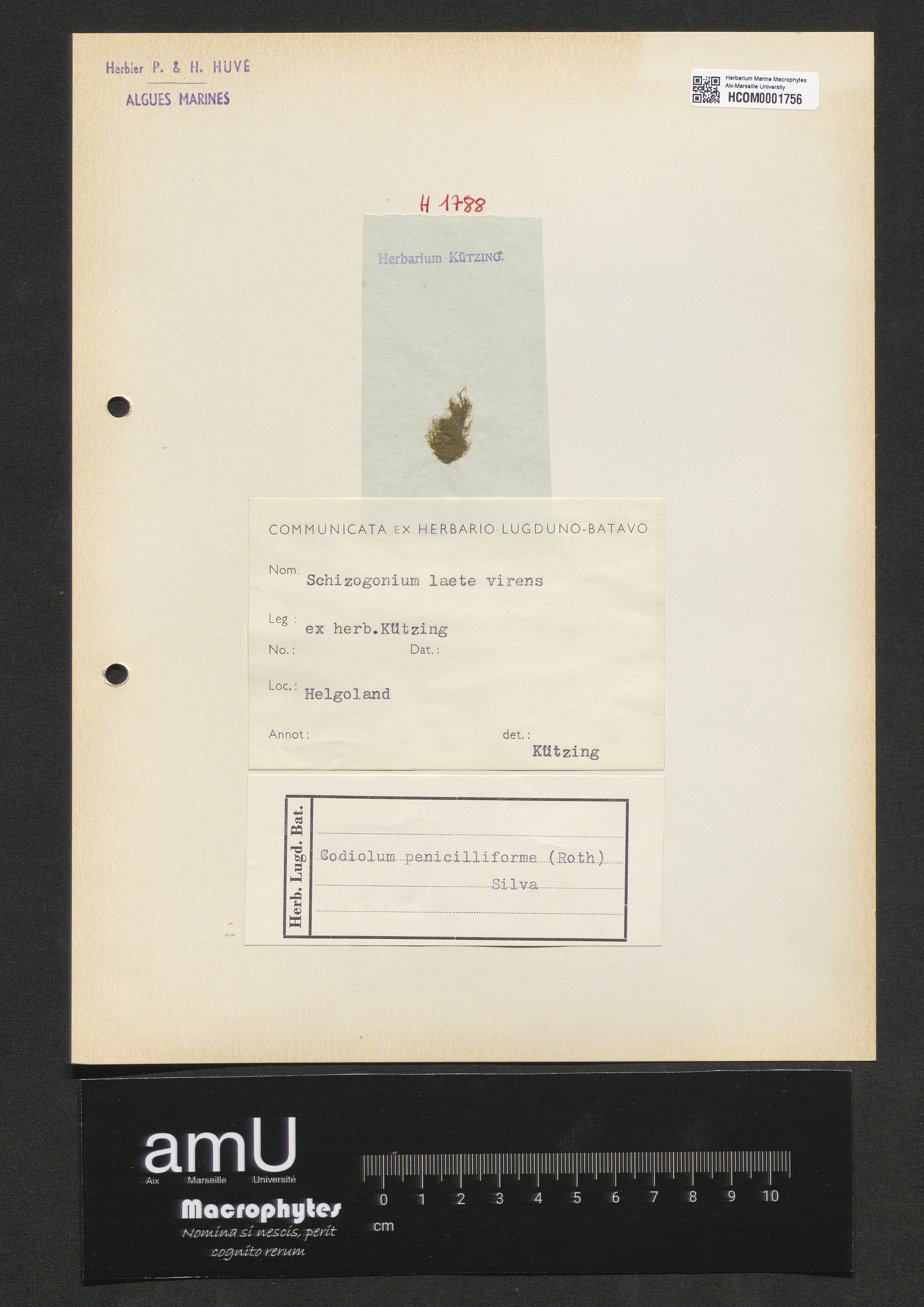 Codiolum penicilliforme specimen