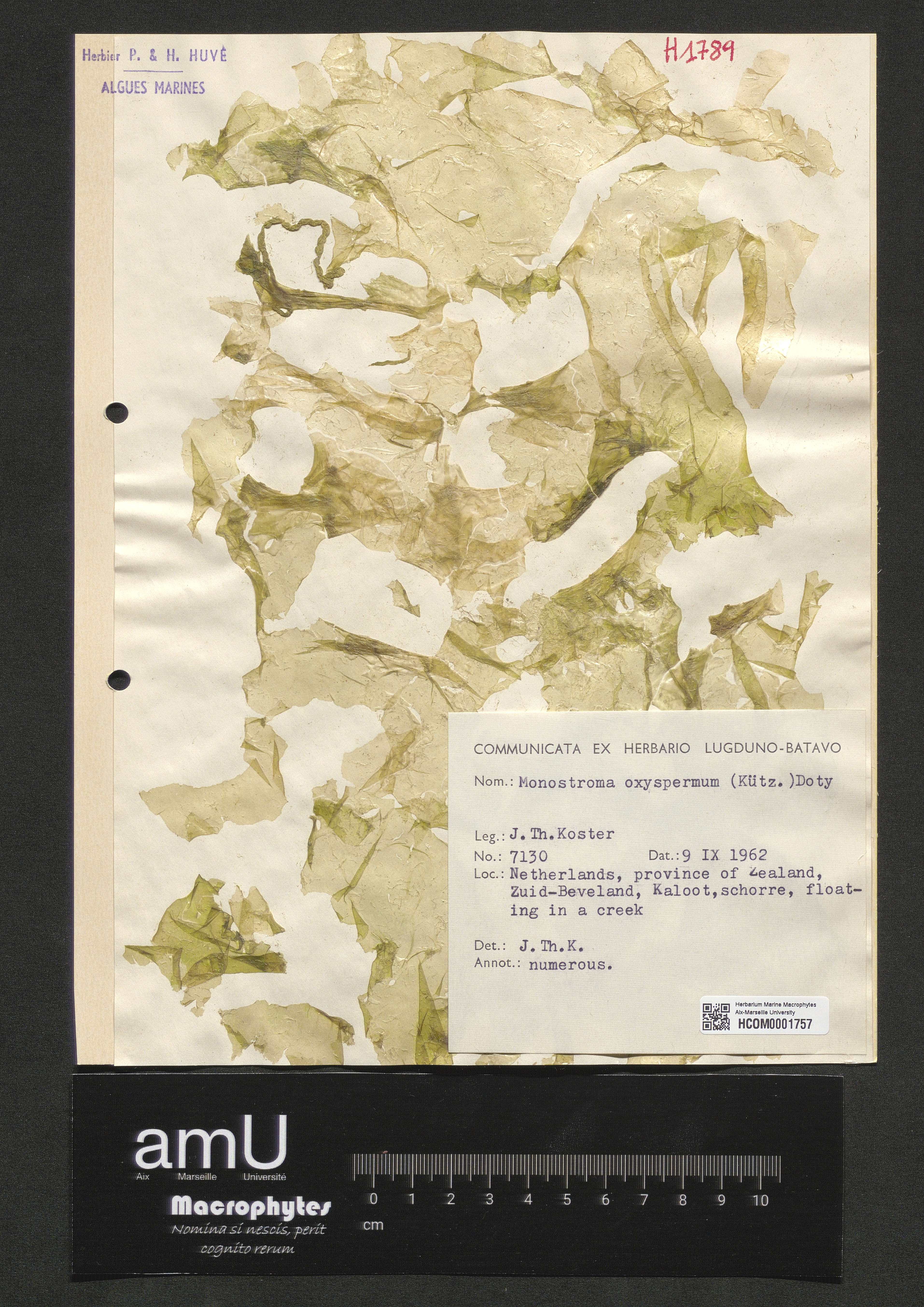 Monostroma oxyspermum specimen