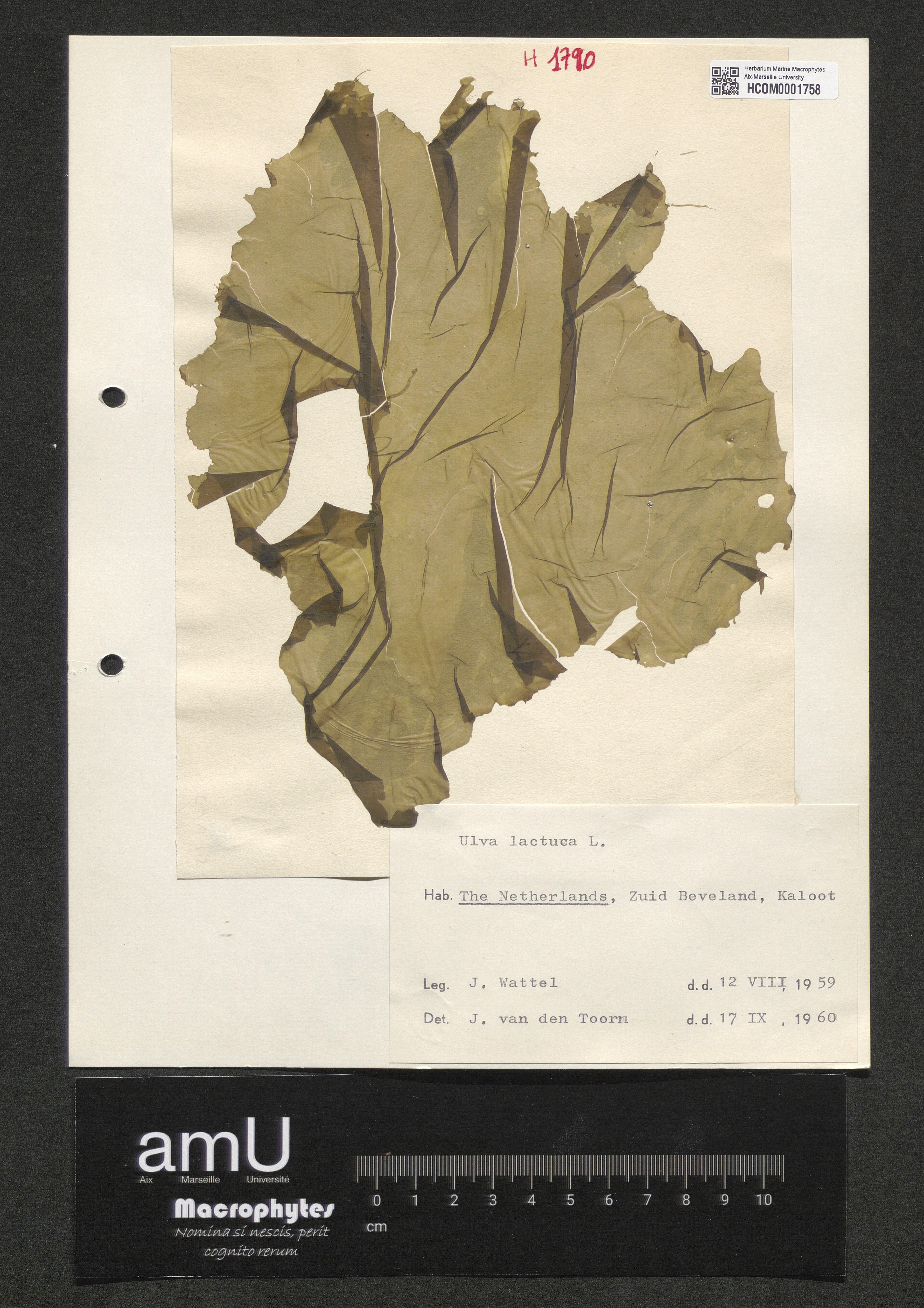 Ulva lactuca specimen