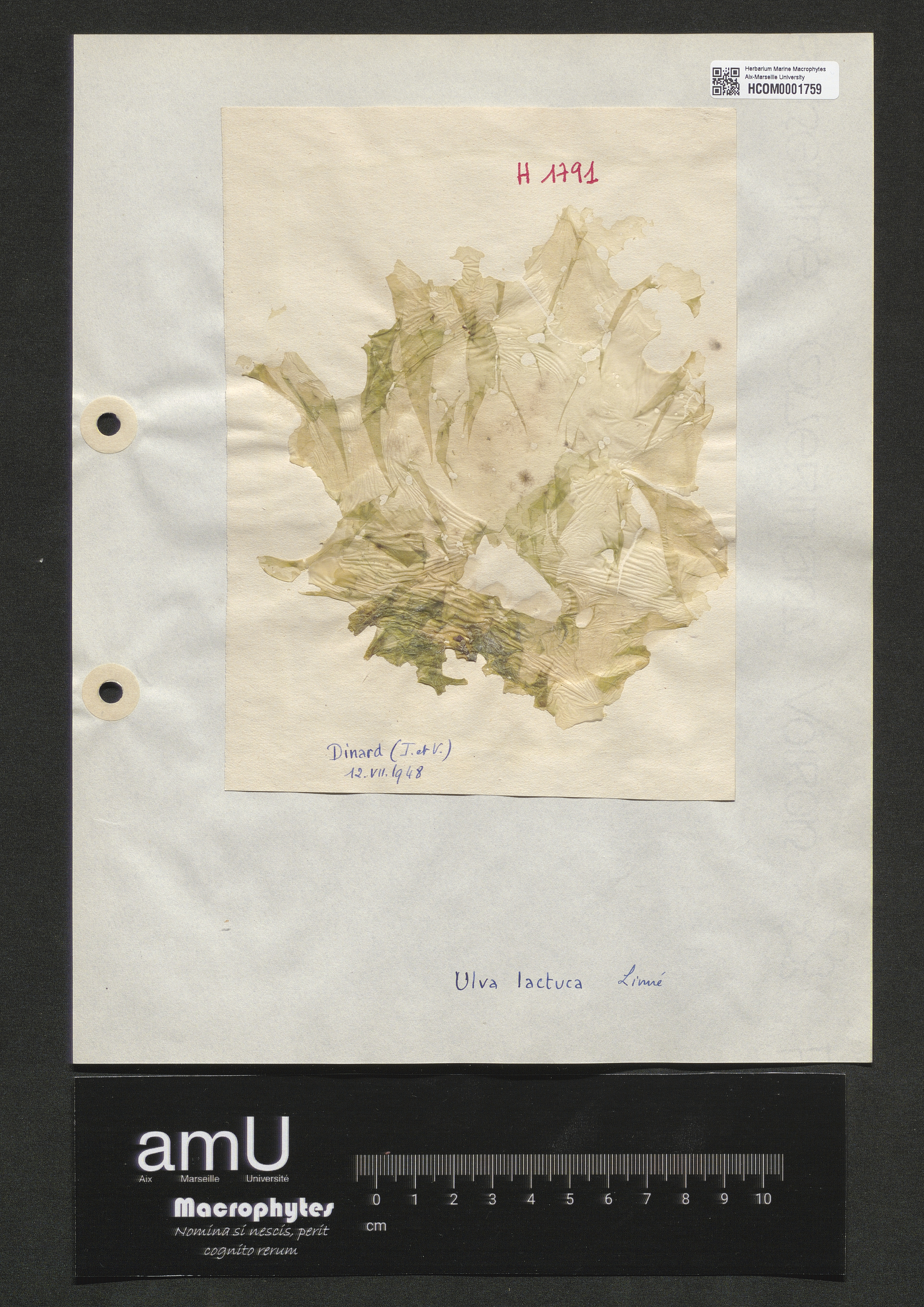 Ulva lactuca specimen