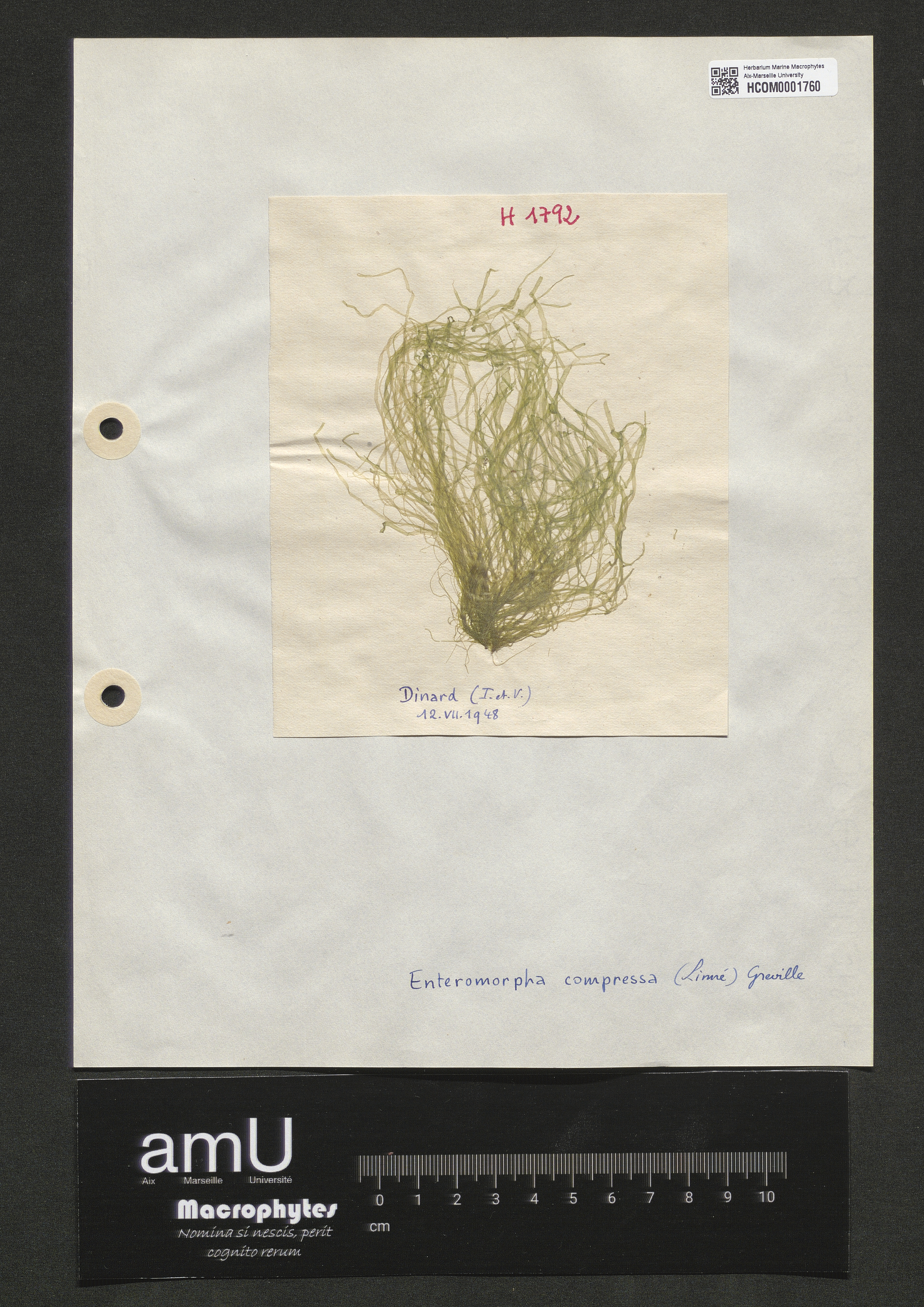 Enteromorpha compressa specimen