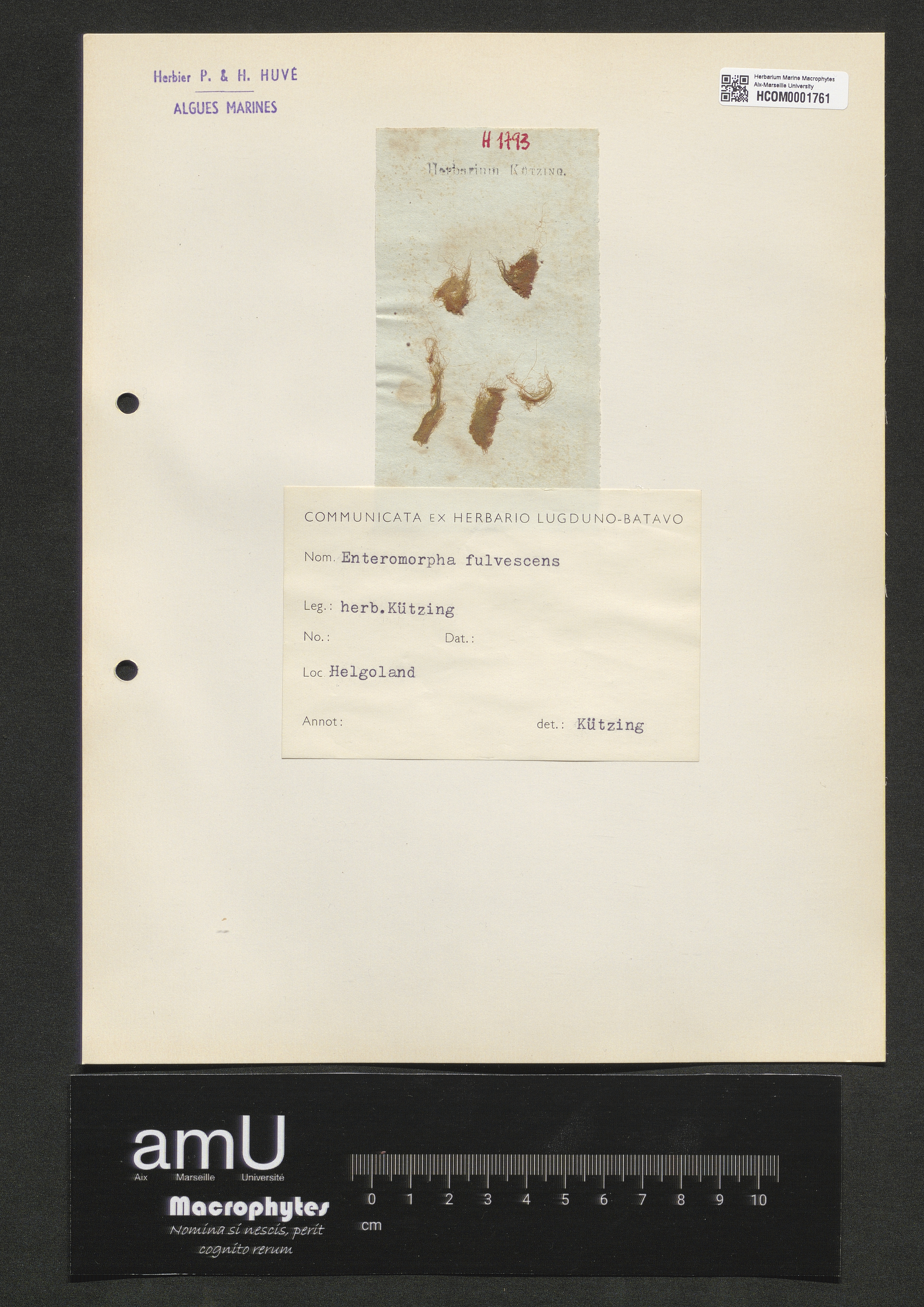 Enteromorpha fulvescens specimen