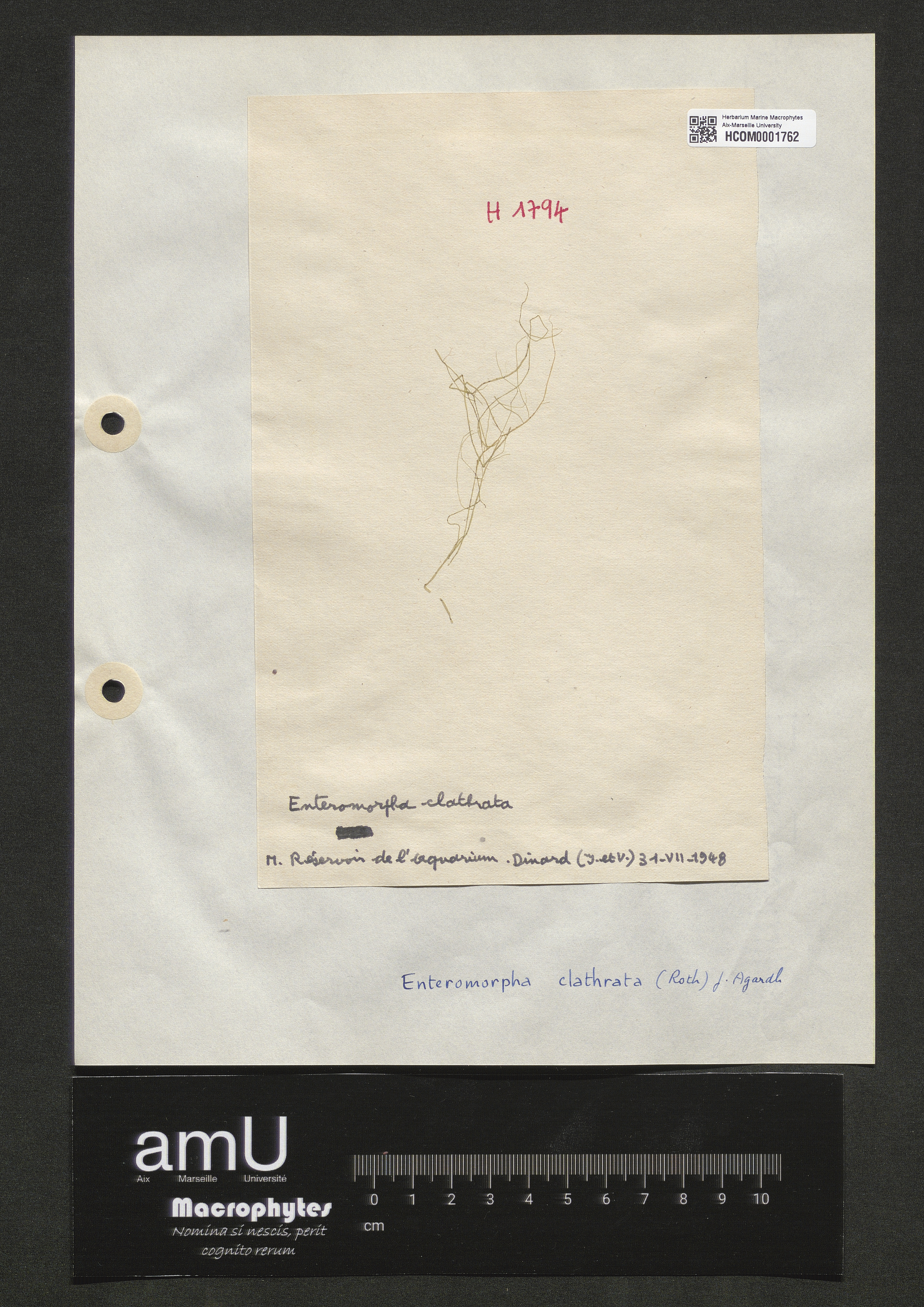 Enteromorpha clathrata specimen