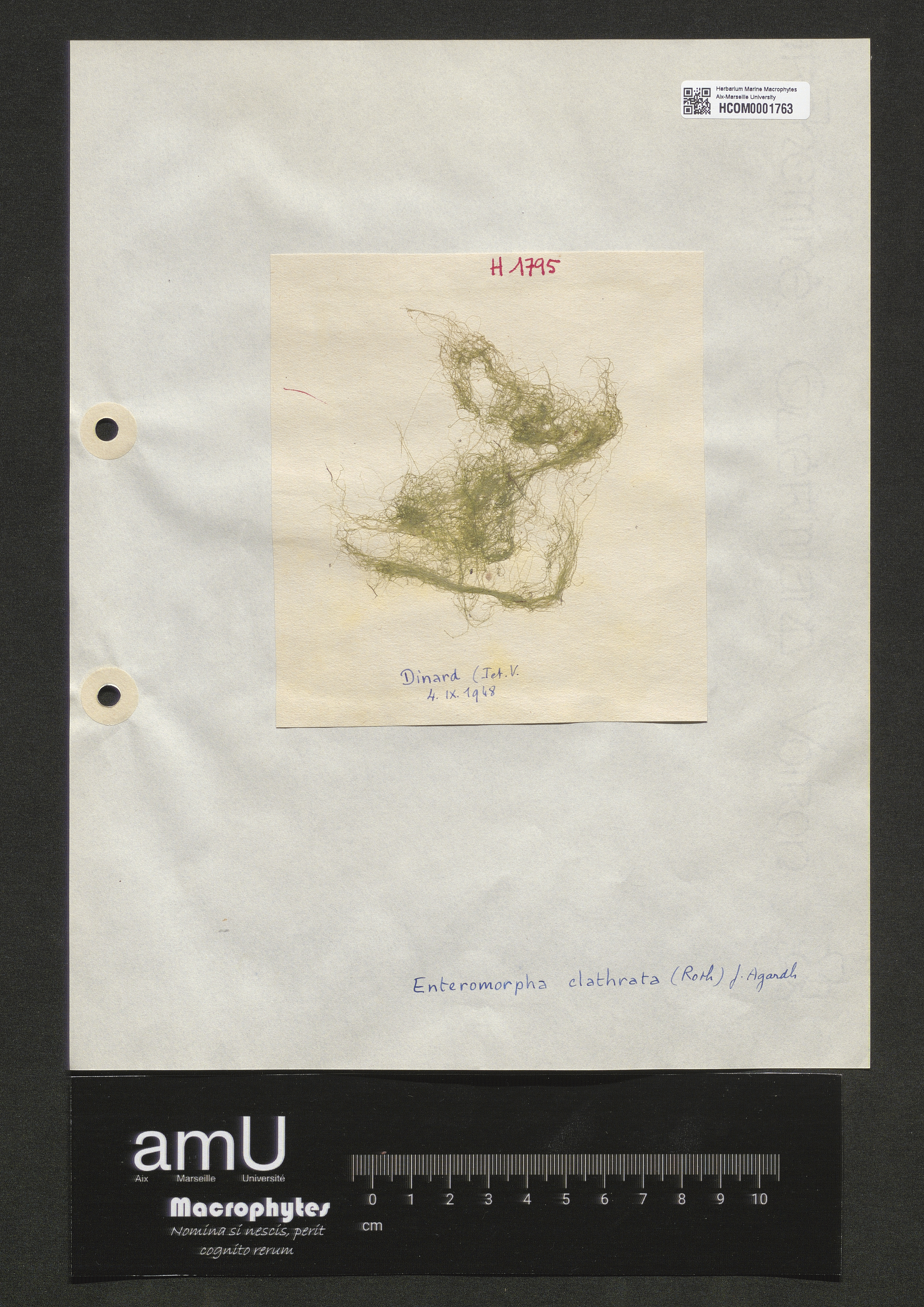 Enteromorpha clathrata specimen