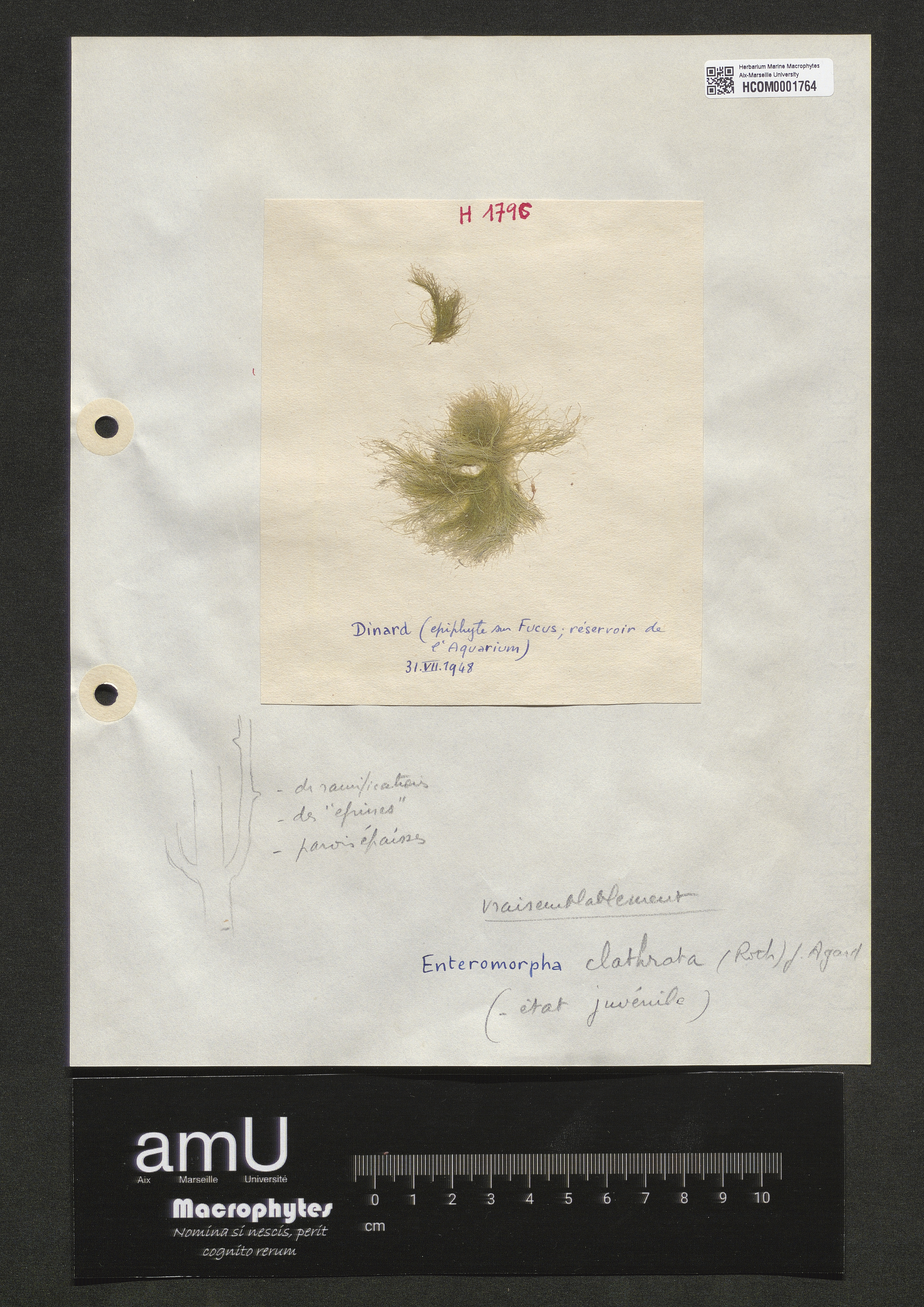 Enteromorpha clathrata specimen
