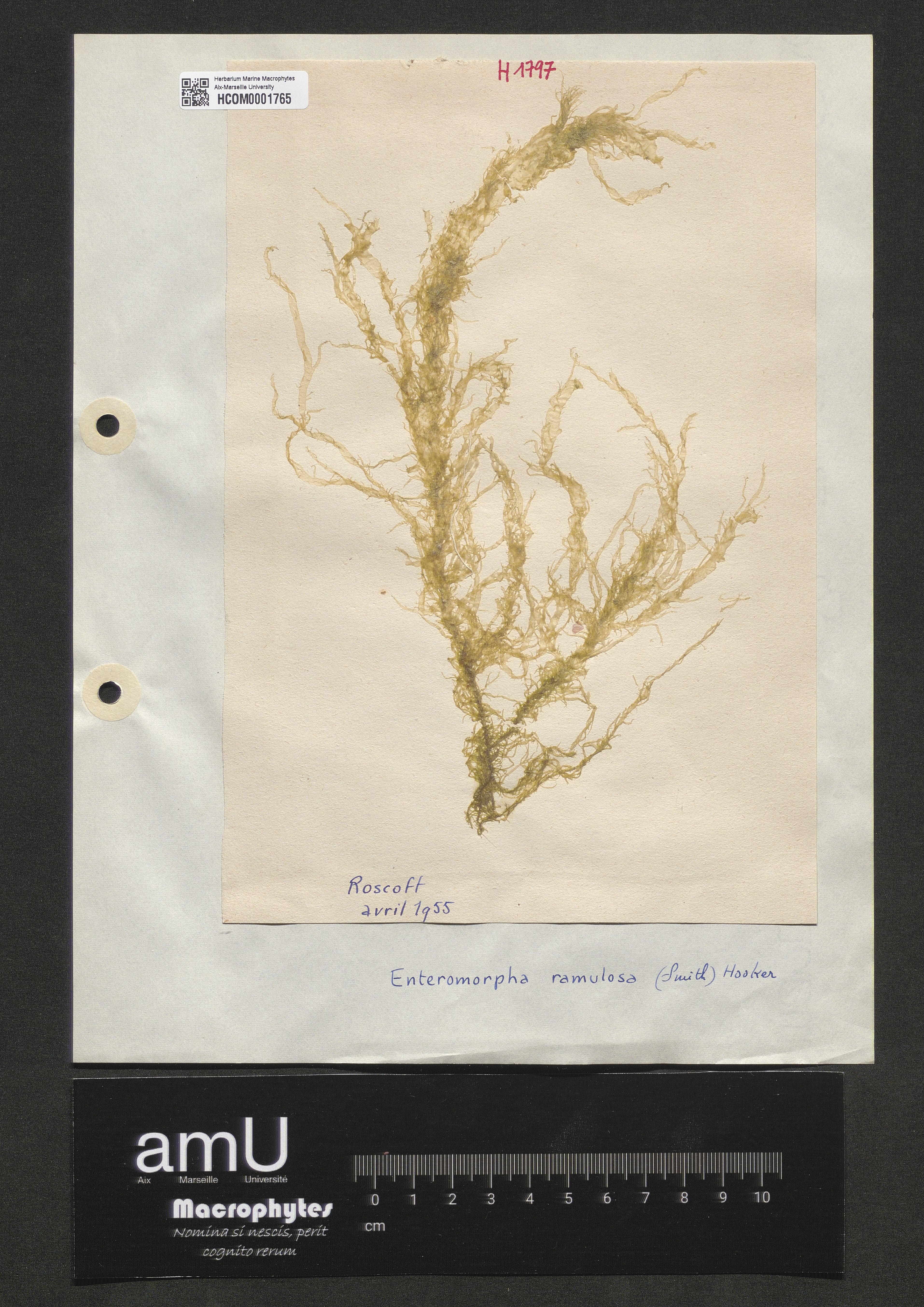Enteromorpha ramulosa specimen