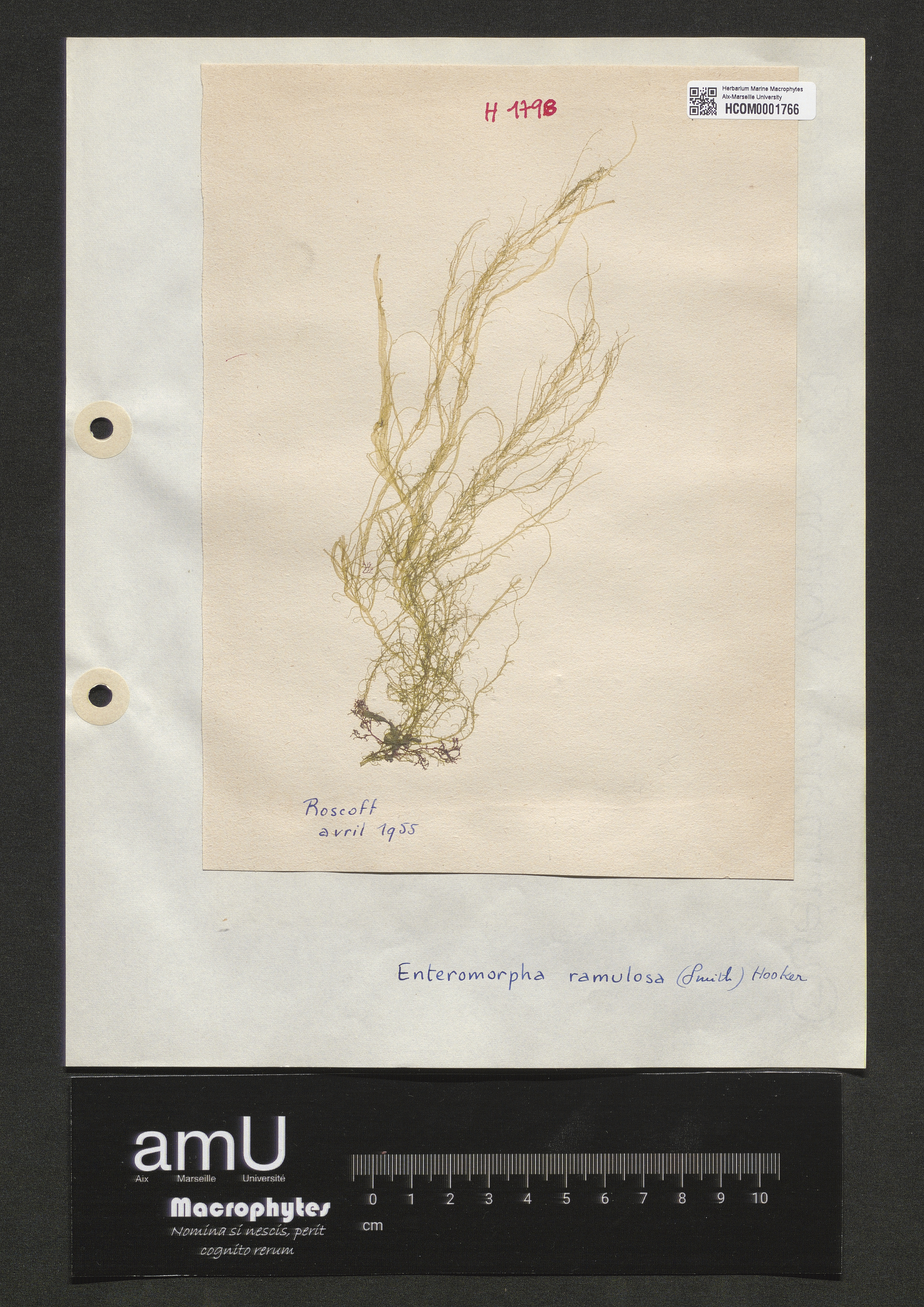 Enteromorpha ramulosa specimen