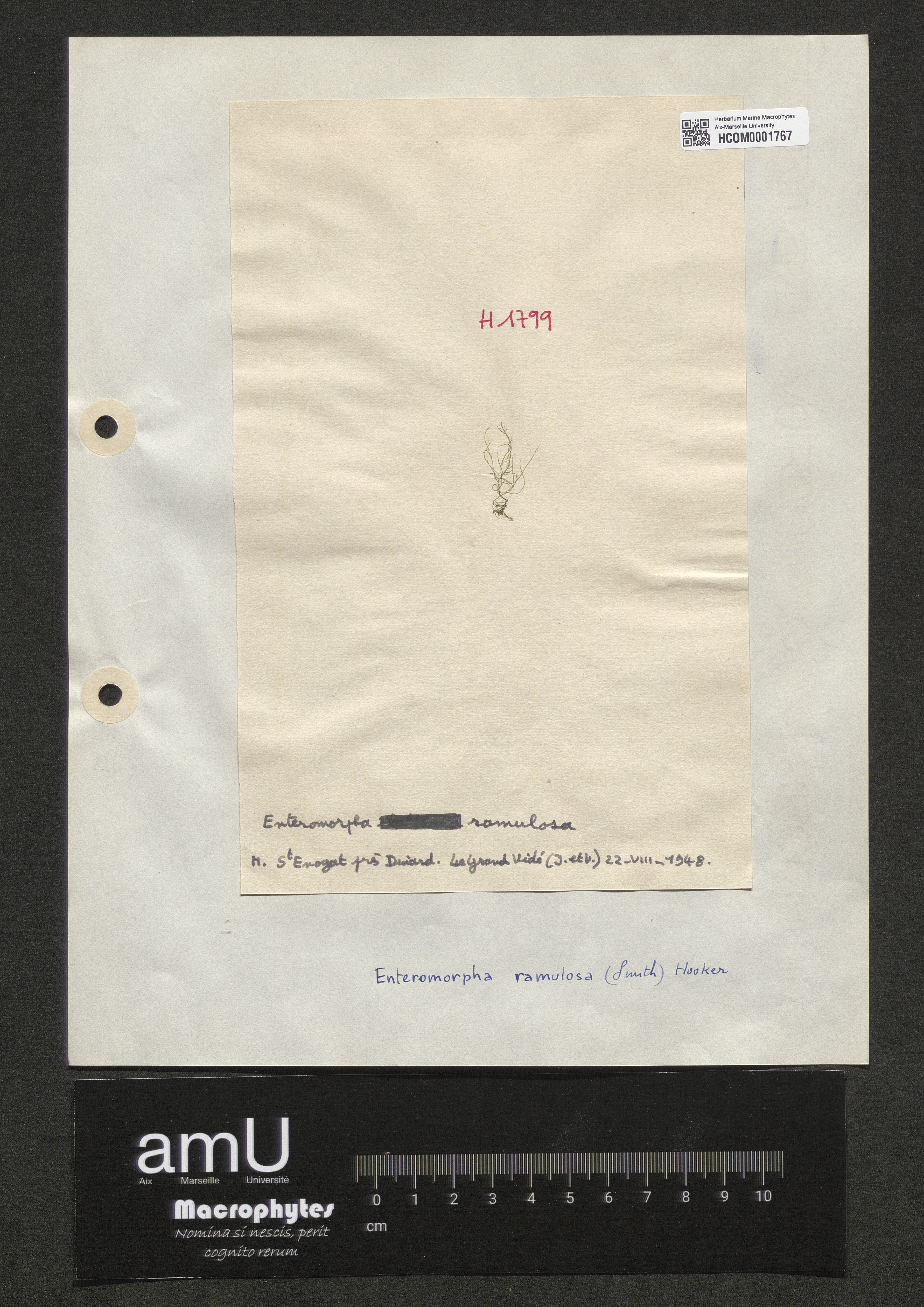 Enteromorpha ramulosa specimen