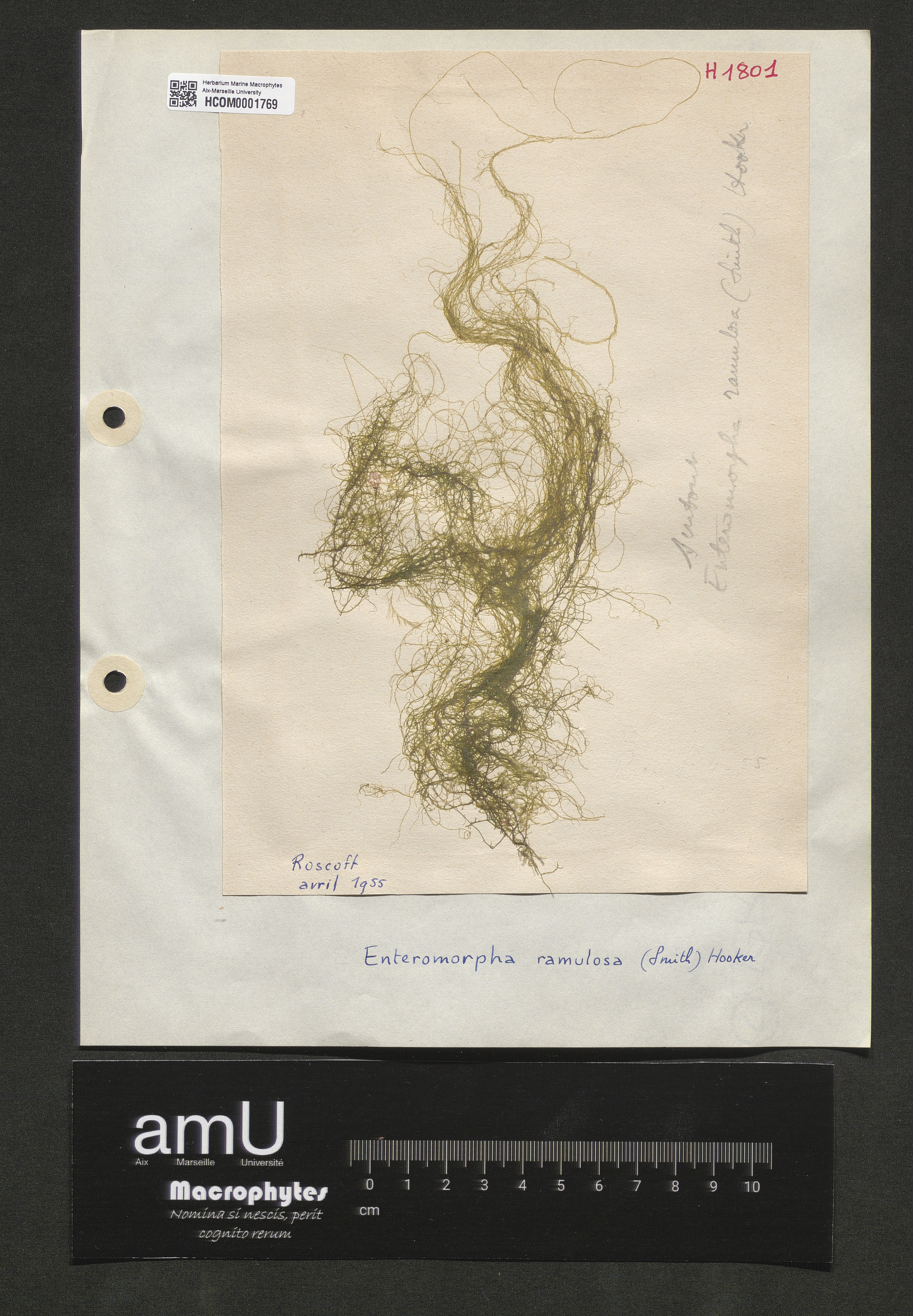 Enteromorpha ramulosa specimen