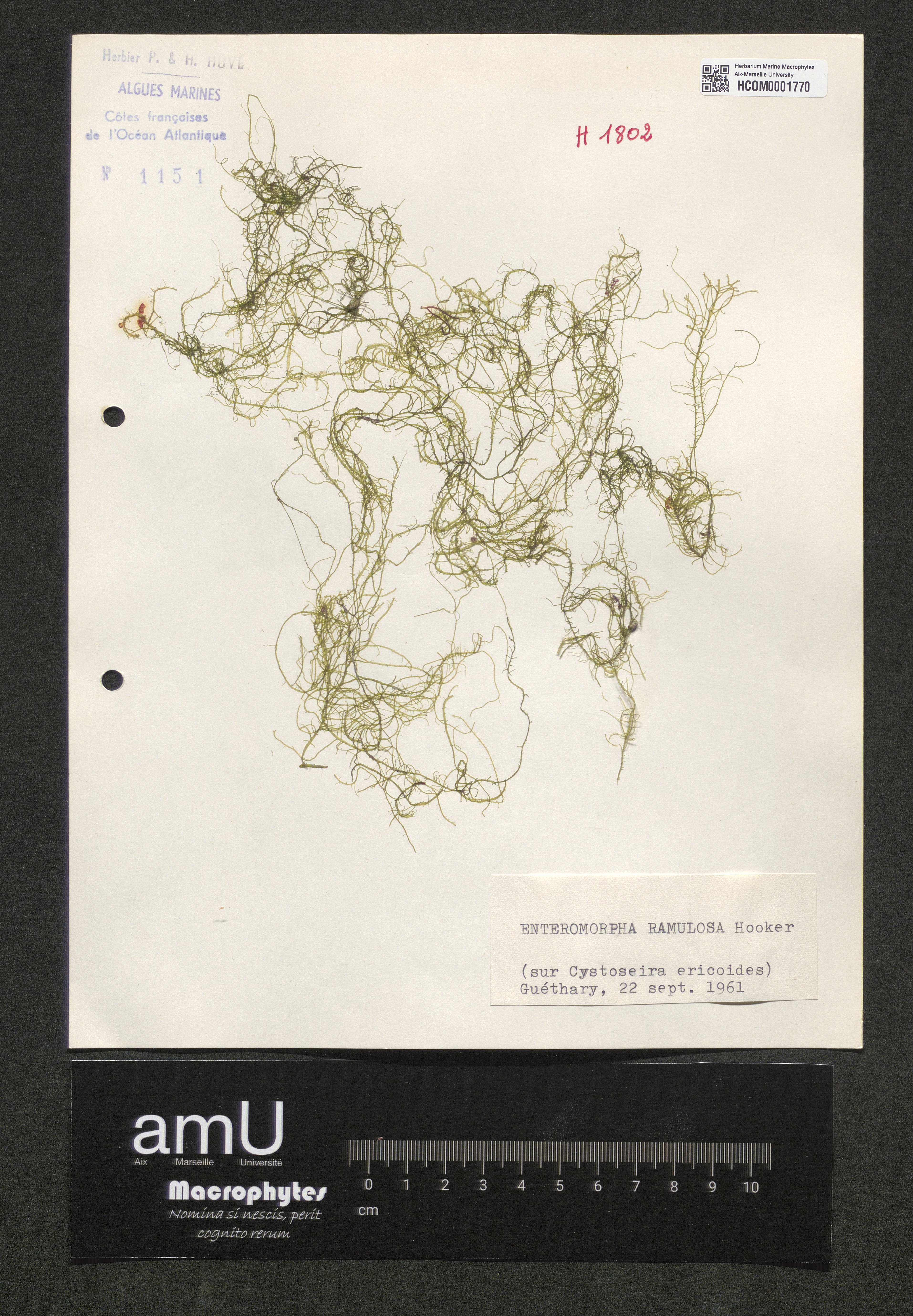 Enteromorpha ramulosa specimen