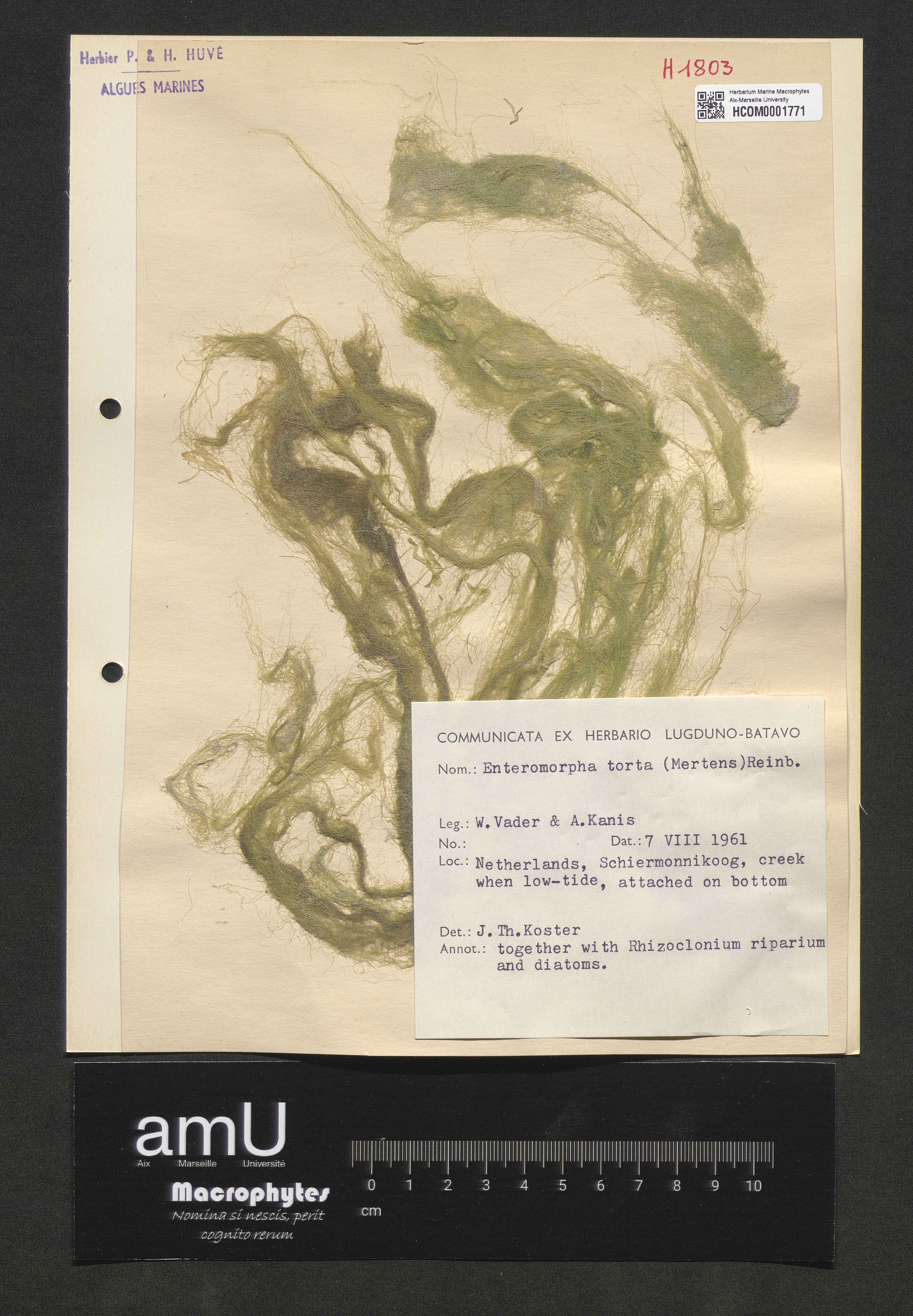 Enteromorpha torta specimen