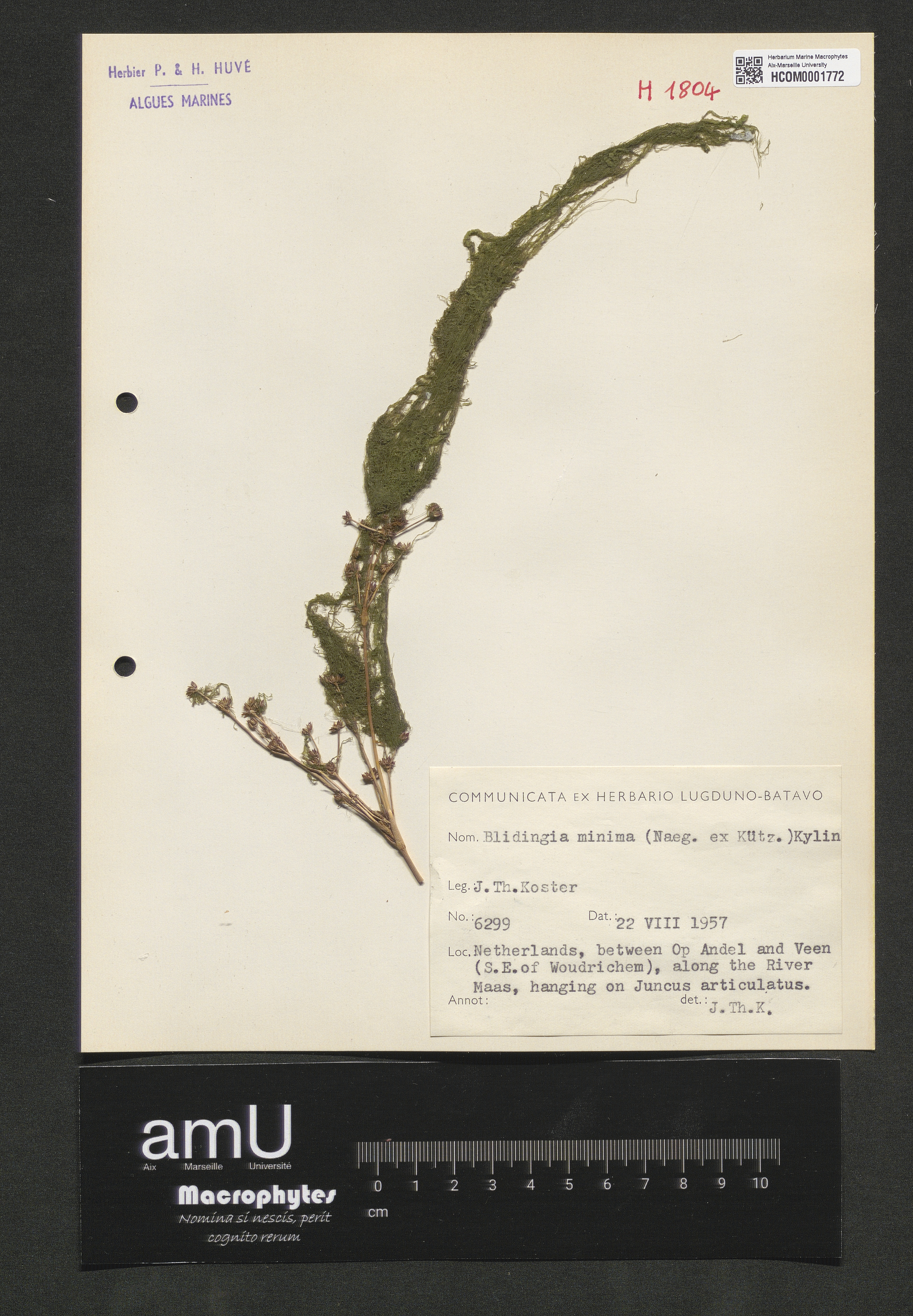 Blidingia minima specimen