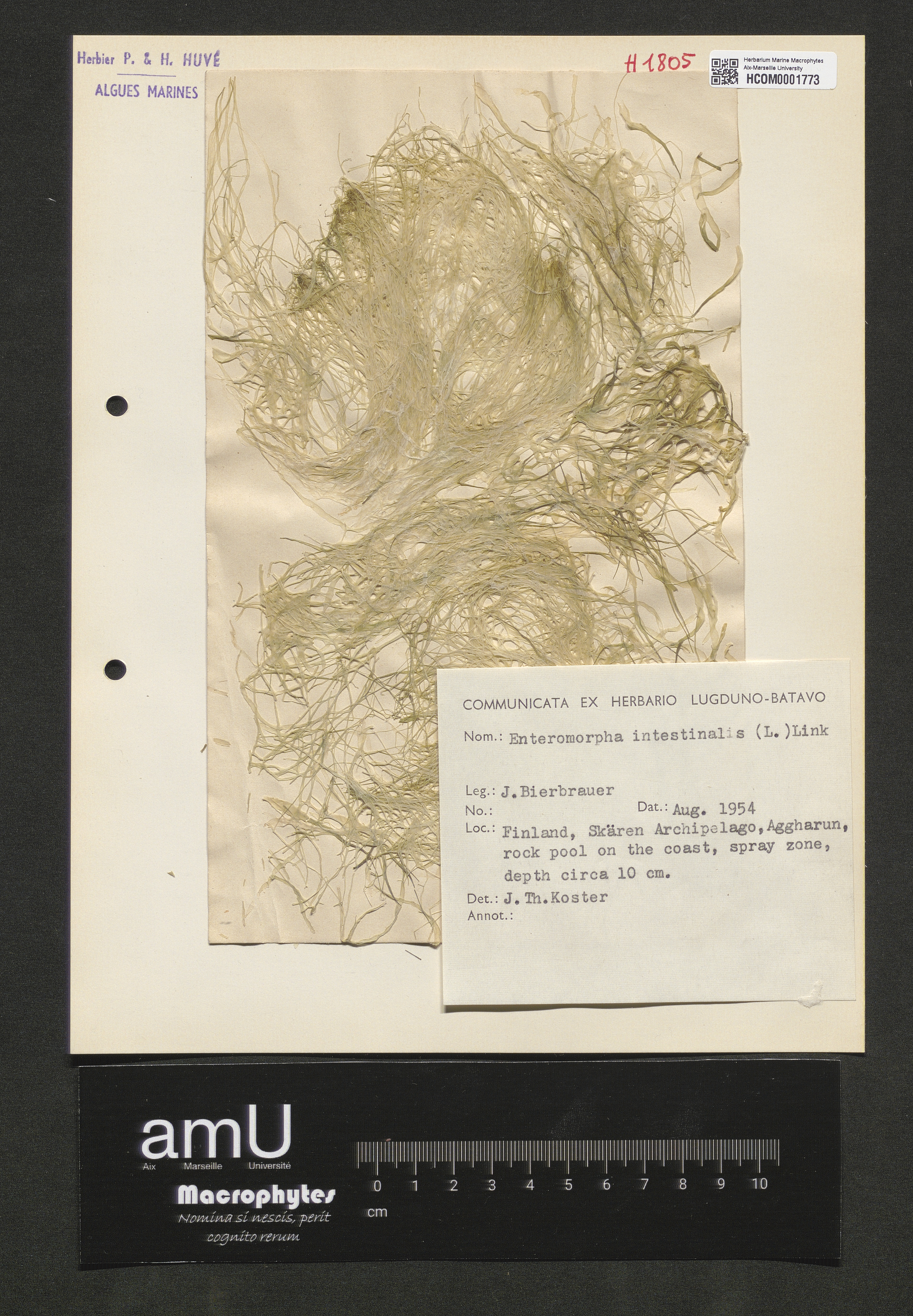 Enteromorpha intestinalis specimen