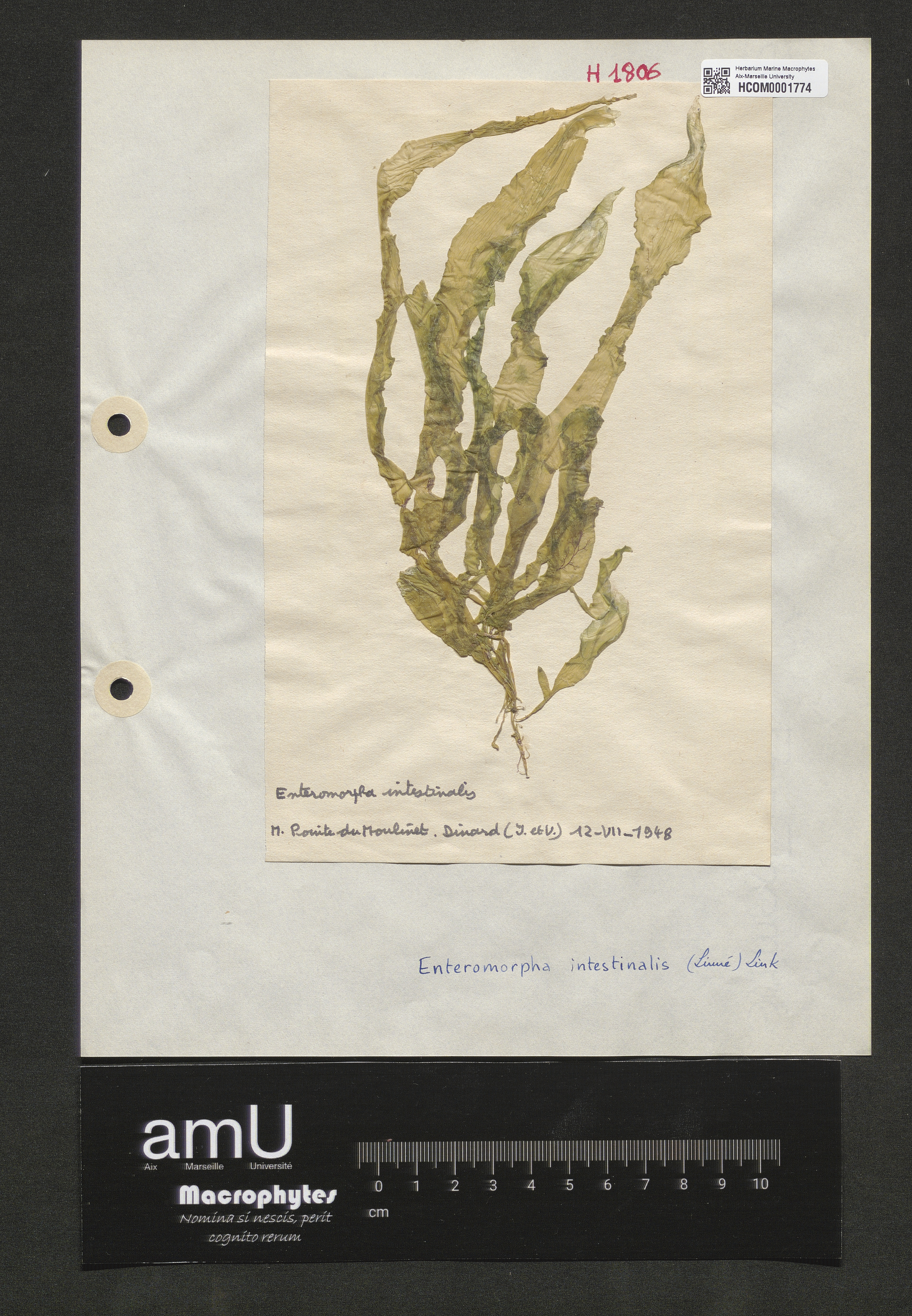 Enteromorpha intestinalis specimen