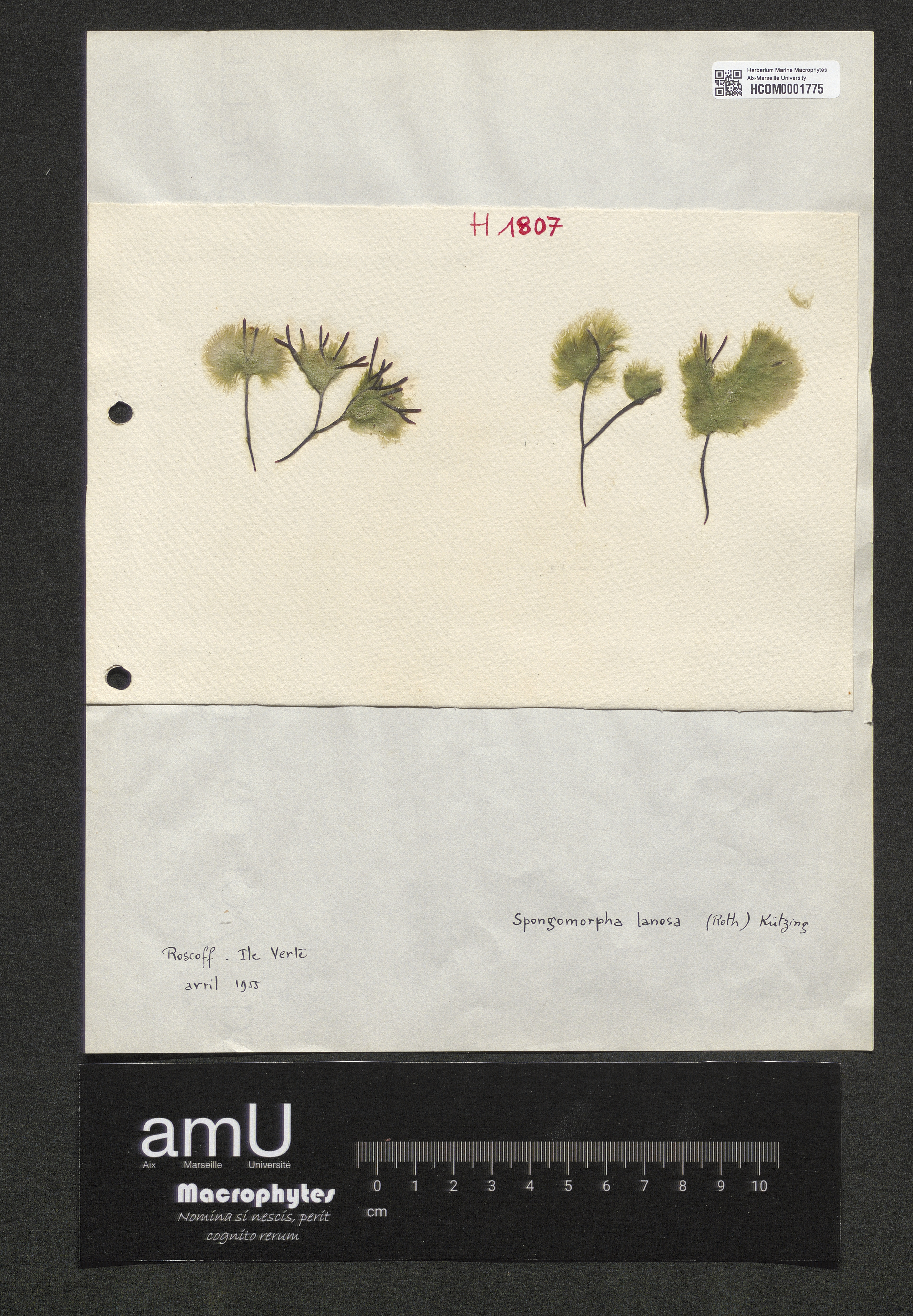 Spongomorpha lanosa specimen