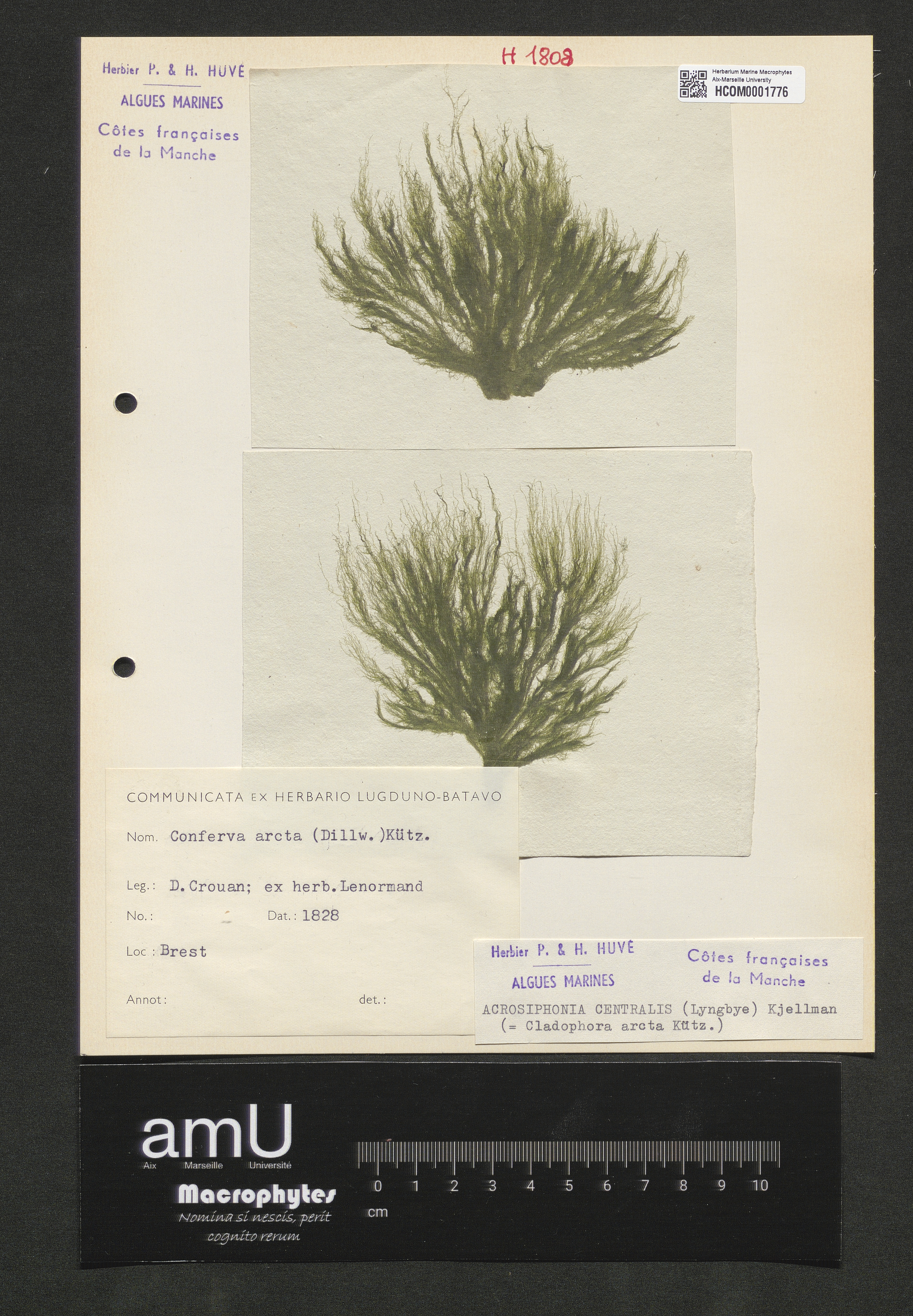 Acrosiphonia centralis specimen