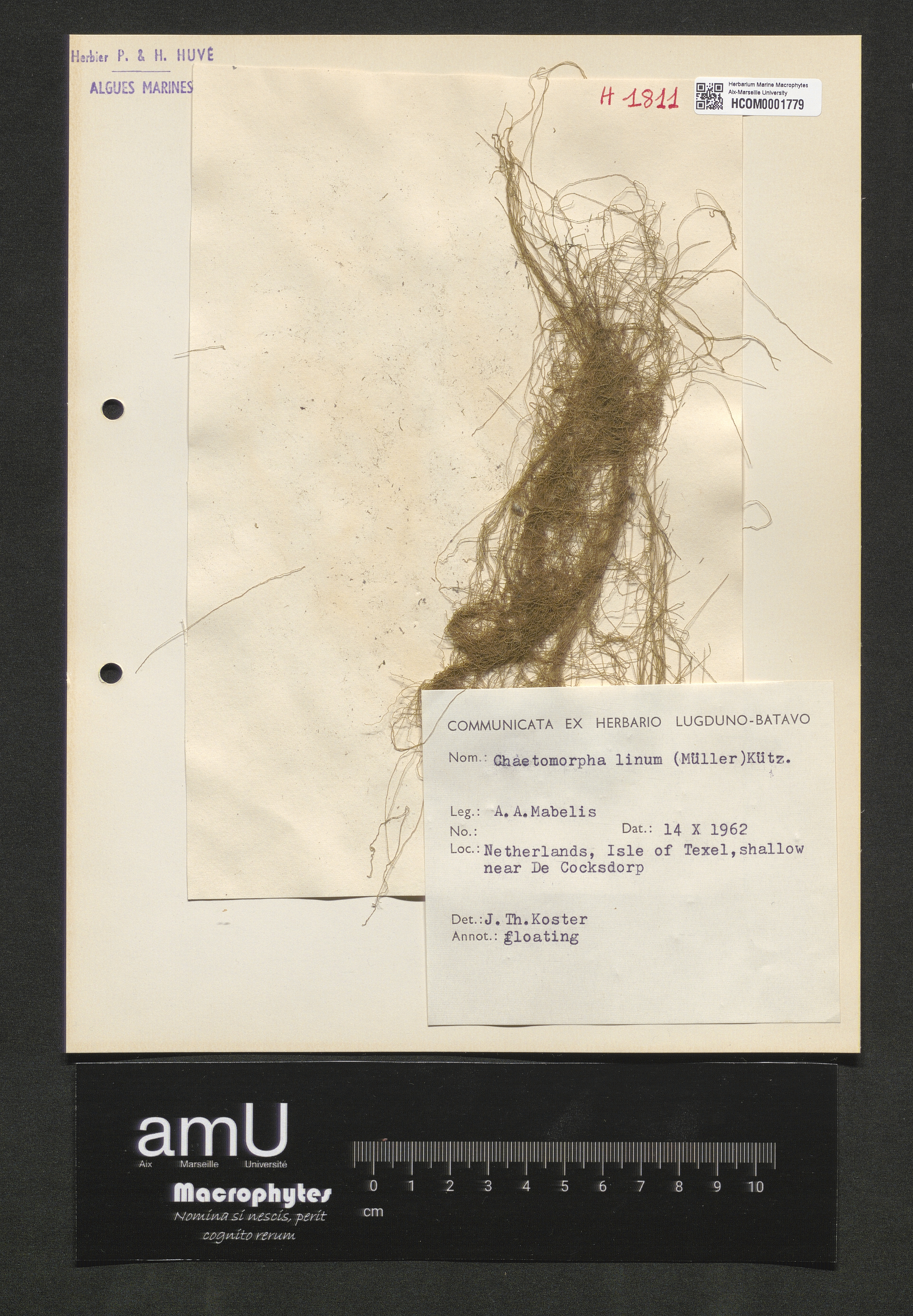 Chaetomorpha linum specimen