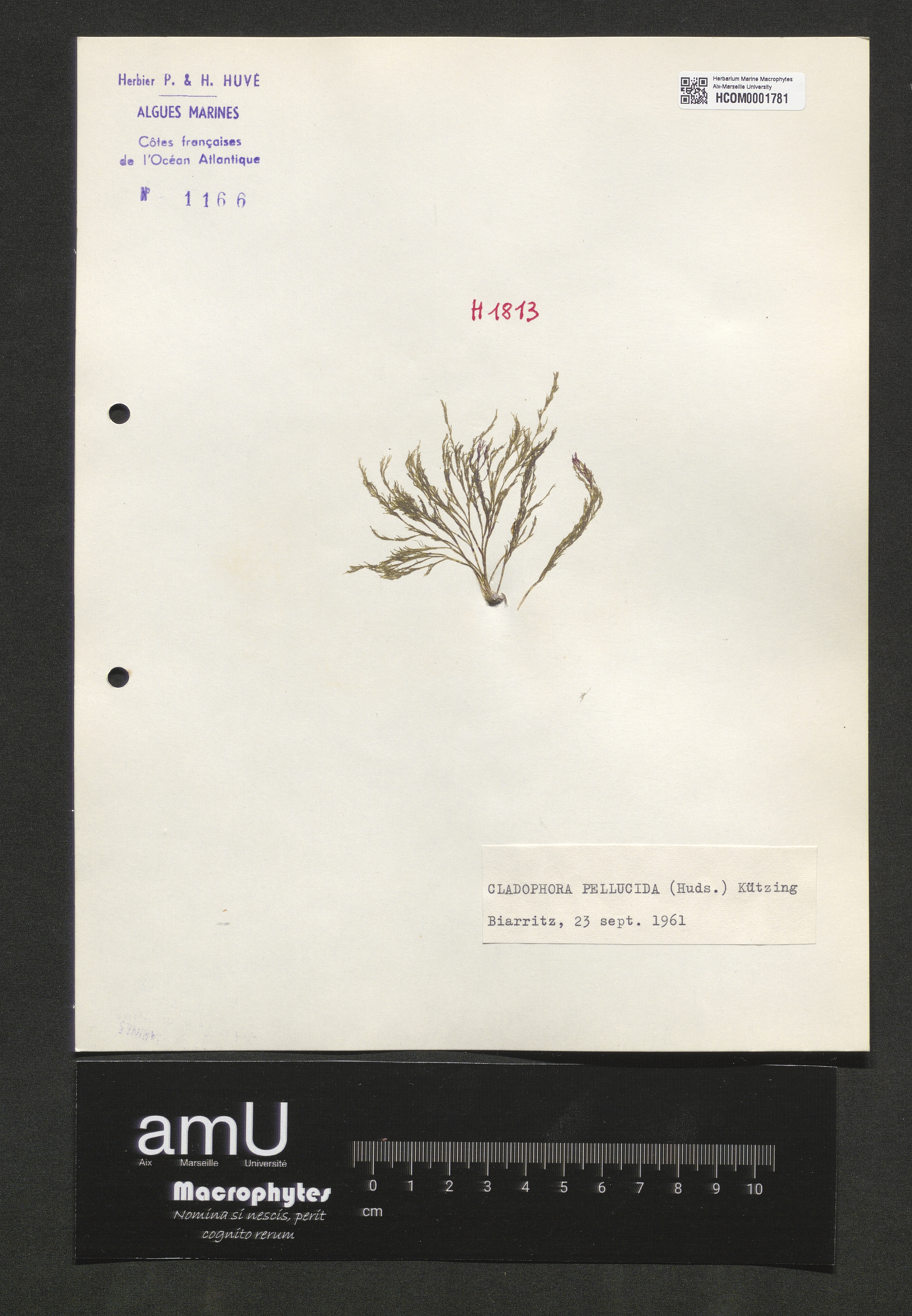 Cladophora pellucida specimen