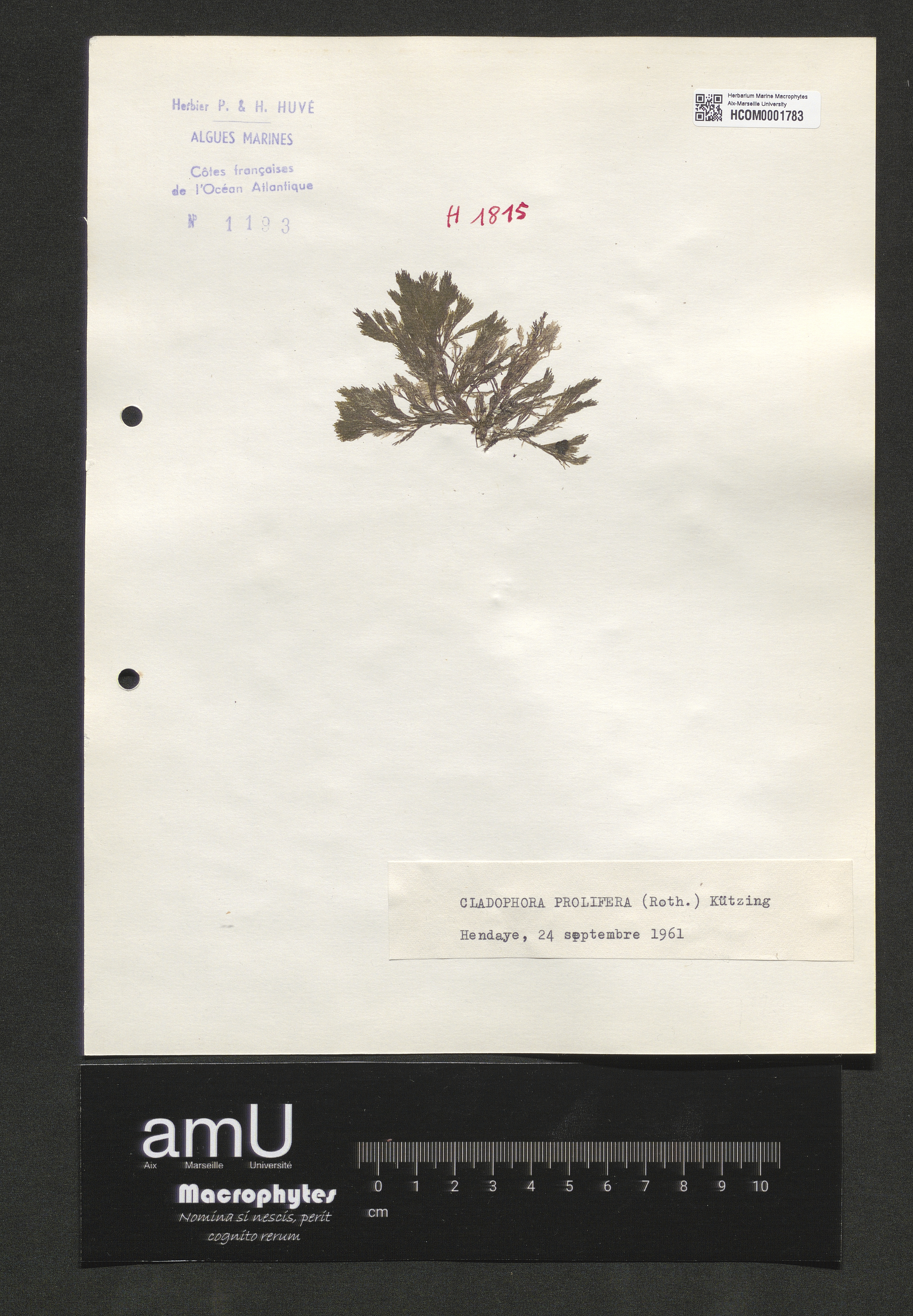 Cladophora prolifera specimen