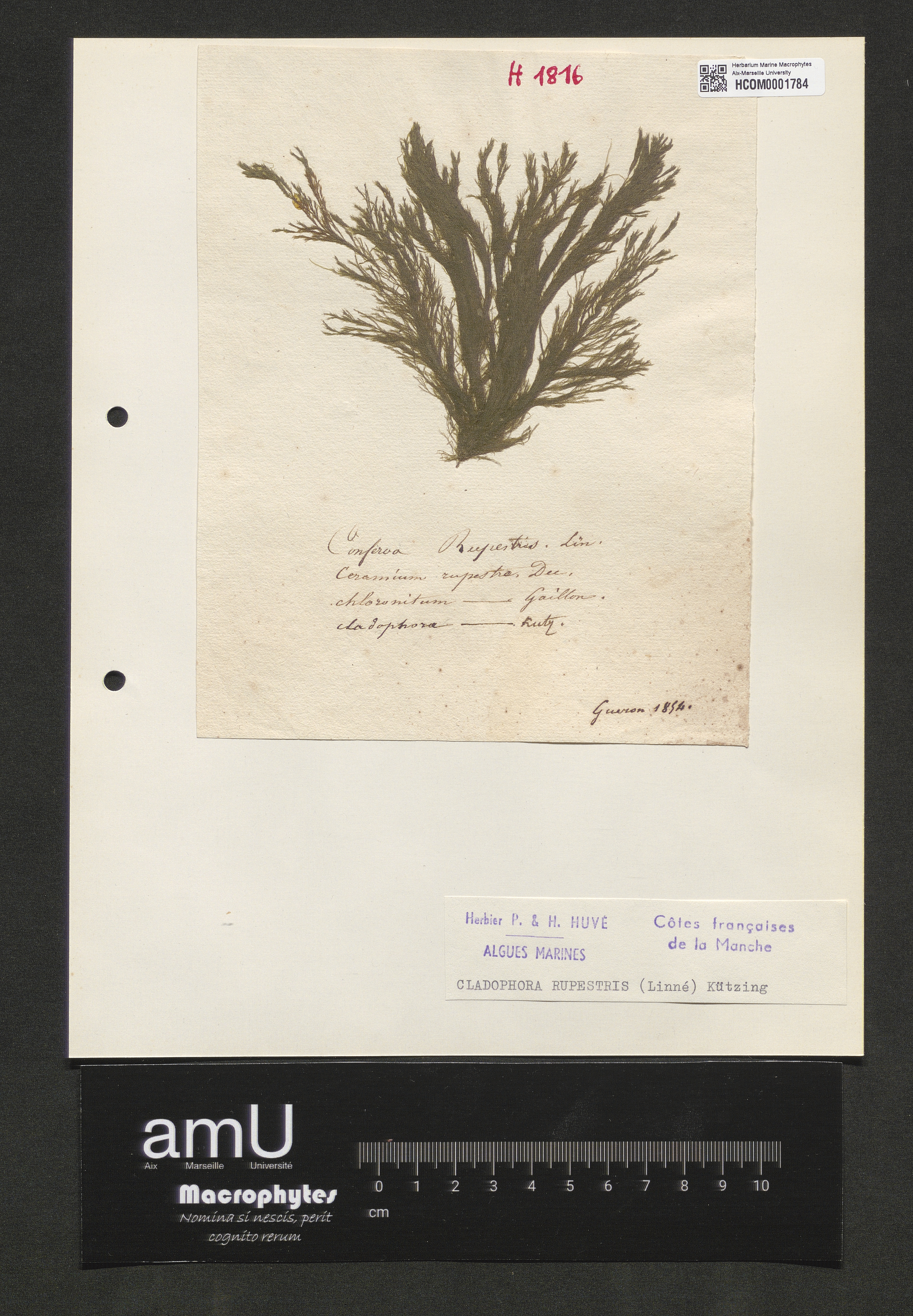 Cladophora rupestris specimen