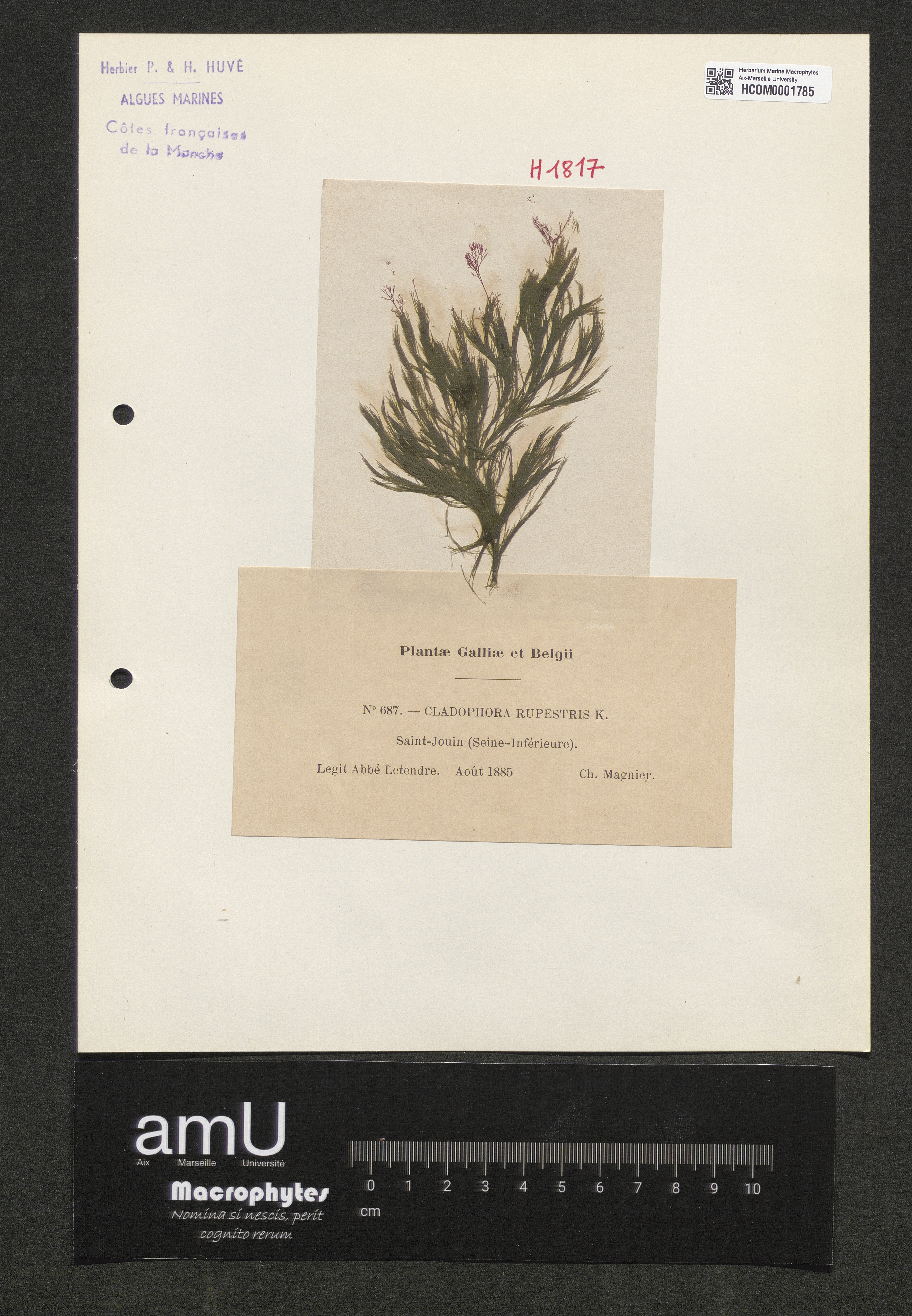 Cladophora rupestris specimen