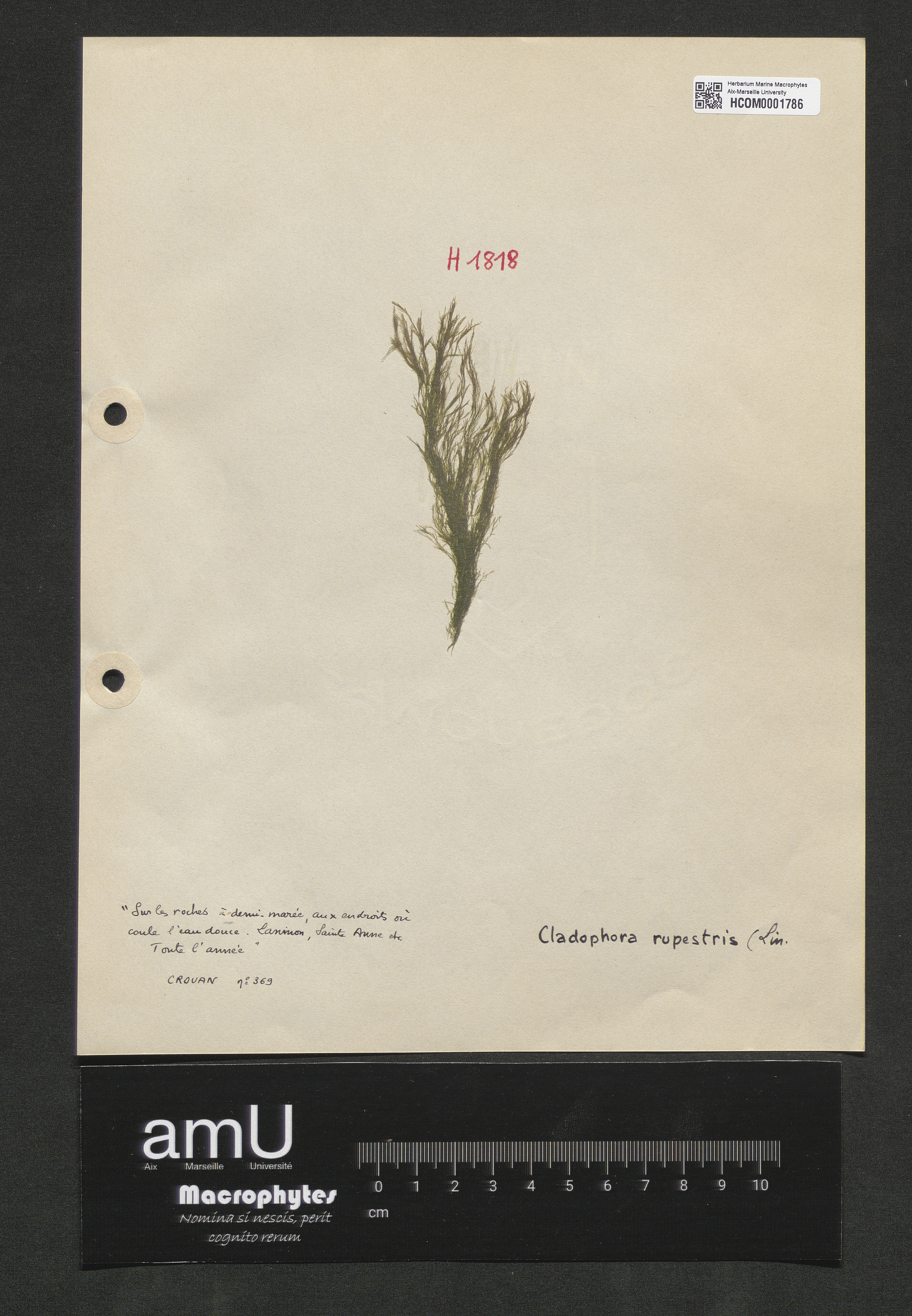 Cladophora rupestris specimen