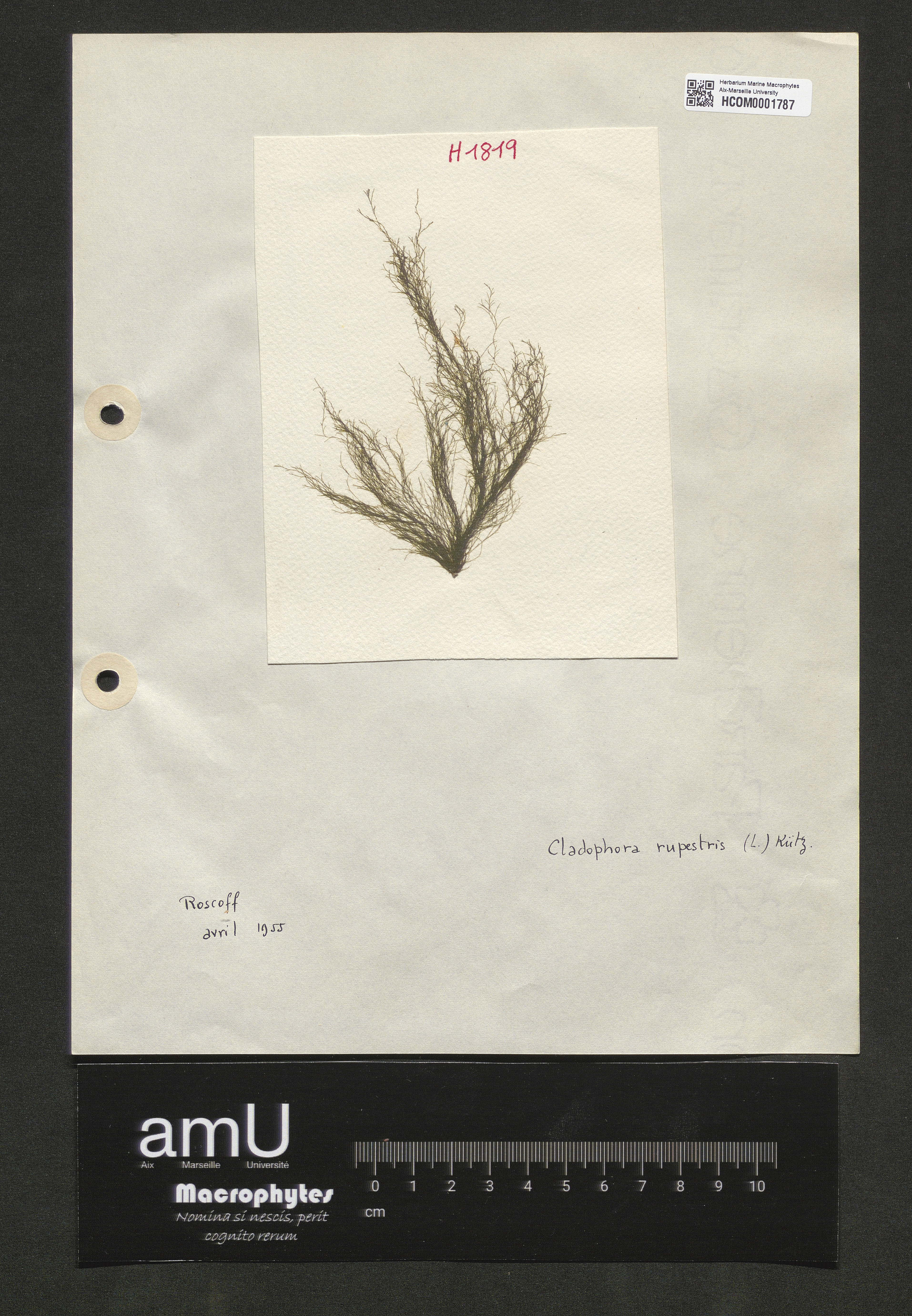 Cladophora rupestris specimen